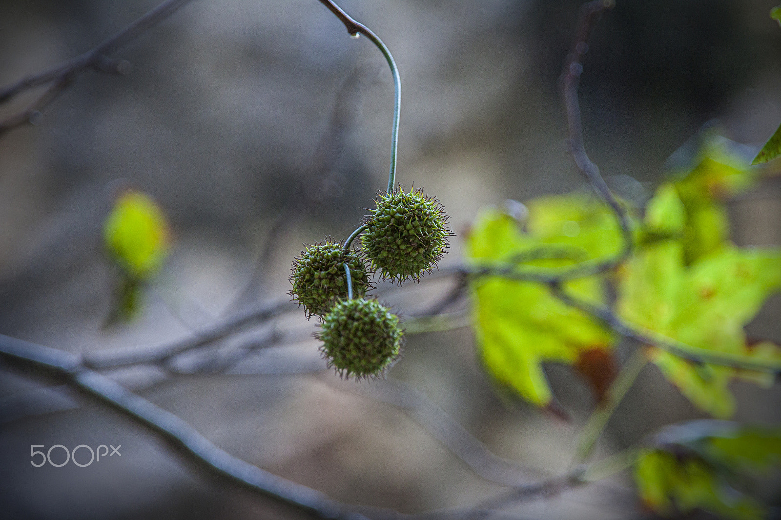 Sigma 18-200mm f/3.5-6.3 DC OS sample photo. Sebepsiz photography