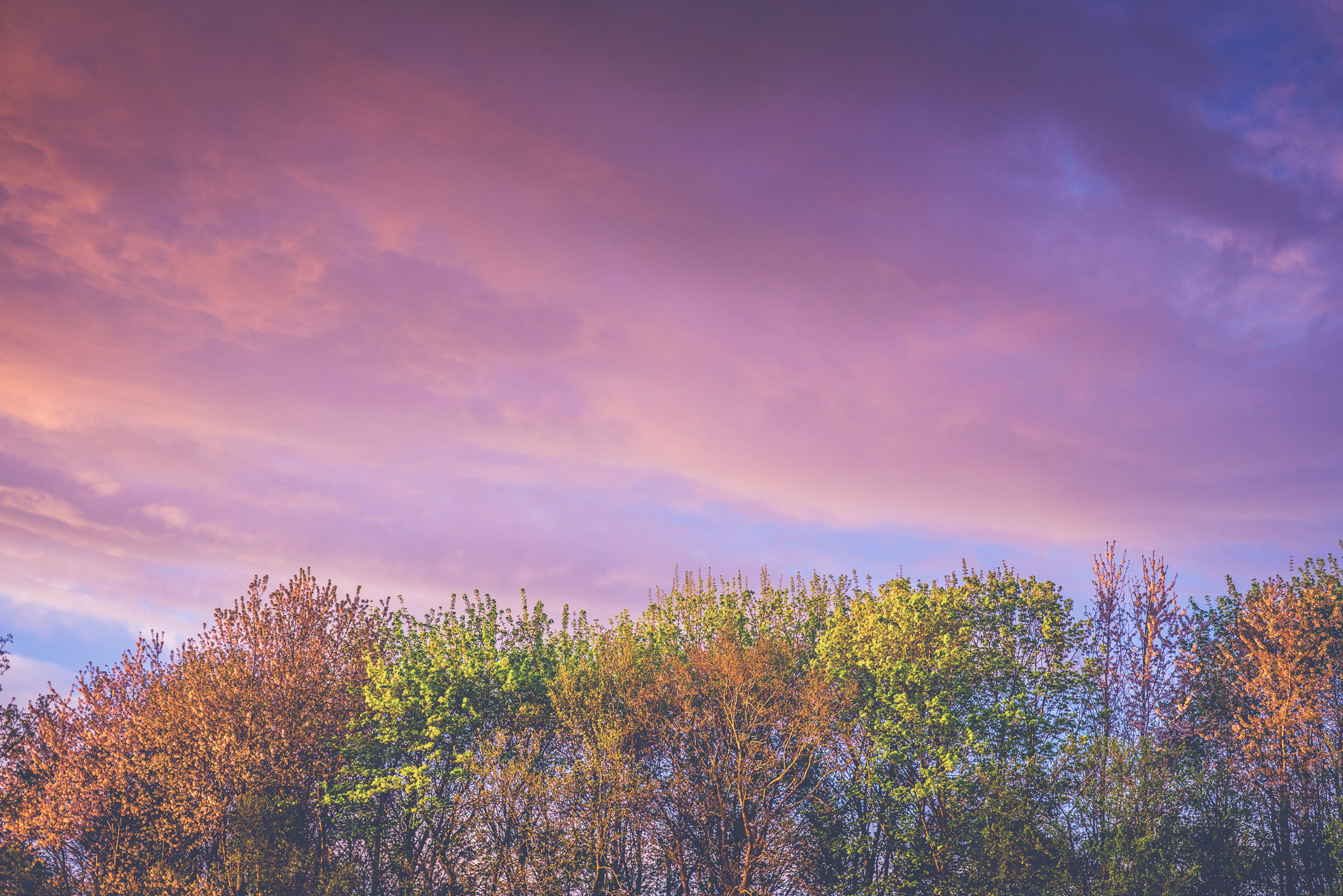 Sony a7R + Sony 50mm F1.4 sample photo. Trees in autumn colors in a violet sunrise photography