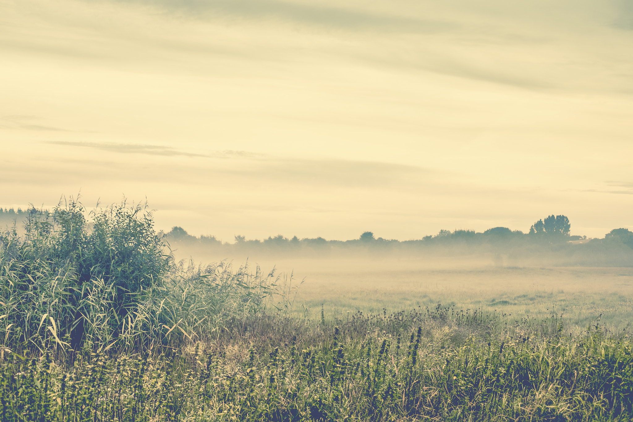 Sony Alpha DSLR-A900 + Sony 50mm F1.4 sample photo. Morning mist in the wilderness on a cold morning photography