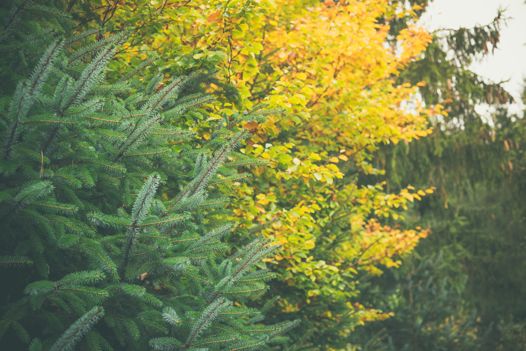 Sony a7R + Sony 50mm F1.4 sample photo. Trees in a forest in yellow and green colors photography