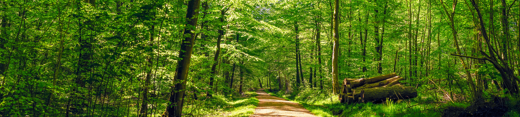 Sony a7R + Minolta AF 50mm F1.4 [New] sample photo. Road in a idyllic forest photography