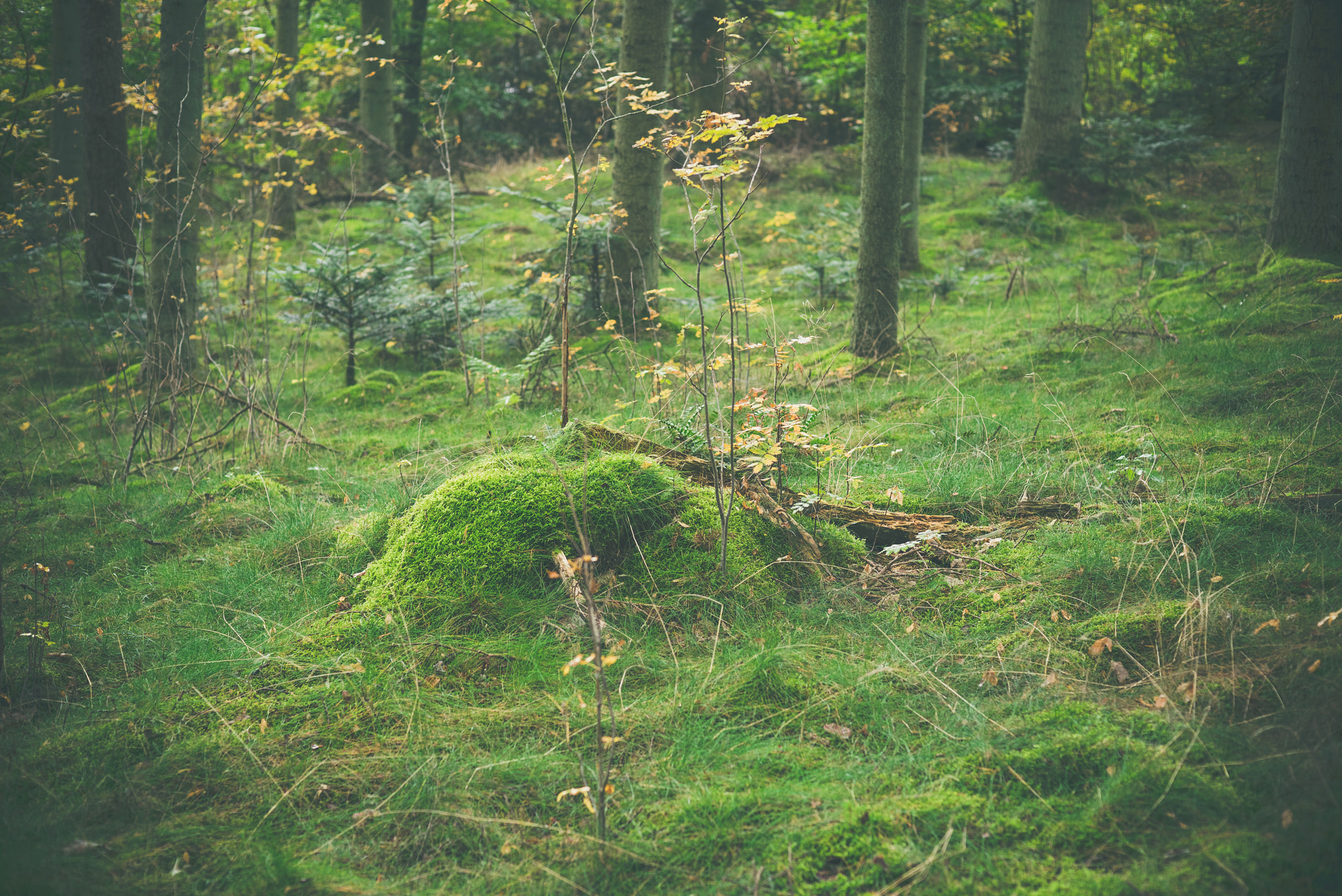 Sony a7R + Sony 50mm F1.4 sample photo. Wooden log with green moss photography