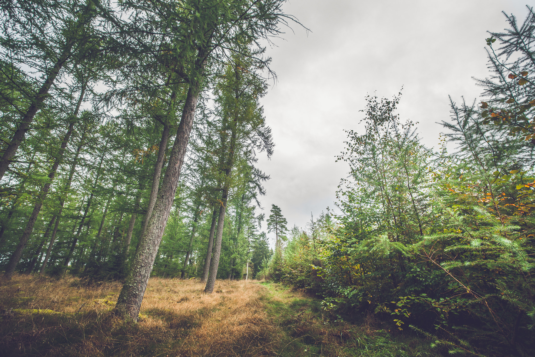 Sony Alpha DSLR-A900 + Sony Vario-Sonnar T* 16-35mm F2.8 ZA SSM sample photo. Autumn season in a scandinavian forest photography