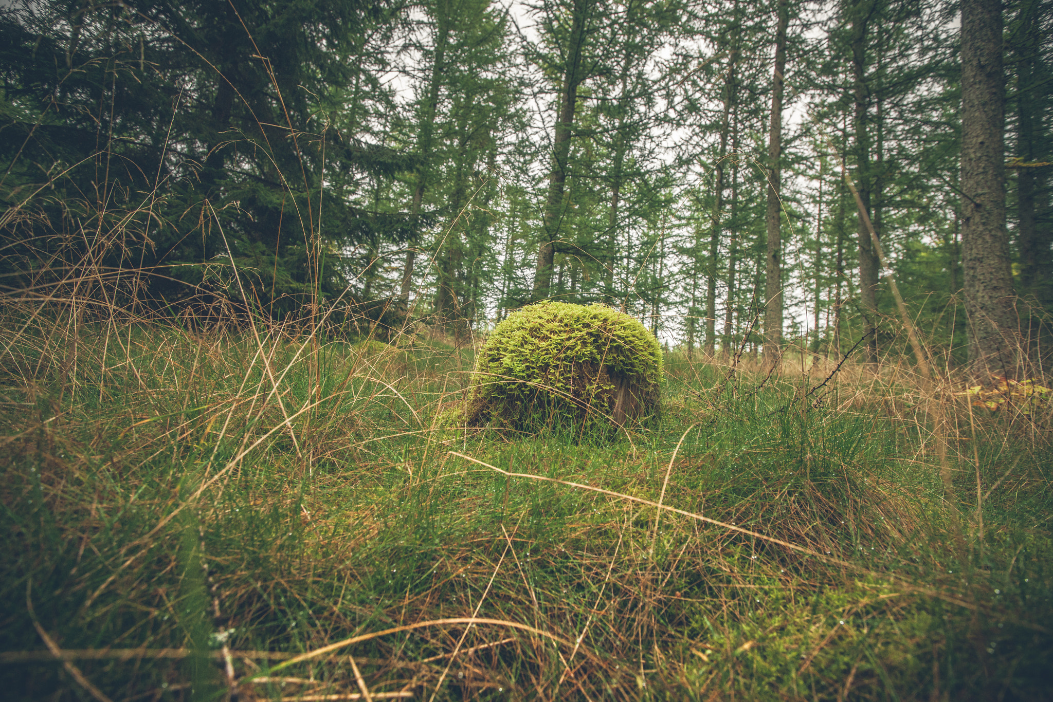 Sony Alpha DSLR-A900 + Sony Vario-Sonnar T* 16-35mm F2.8 ZA SSM sample photo. Forest in the fall with a wooden log photography