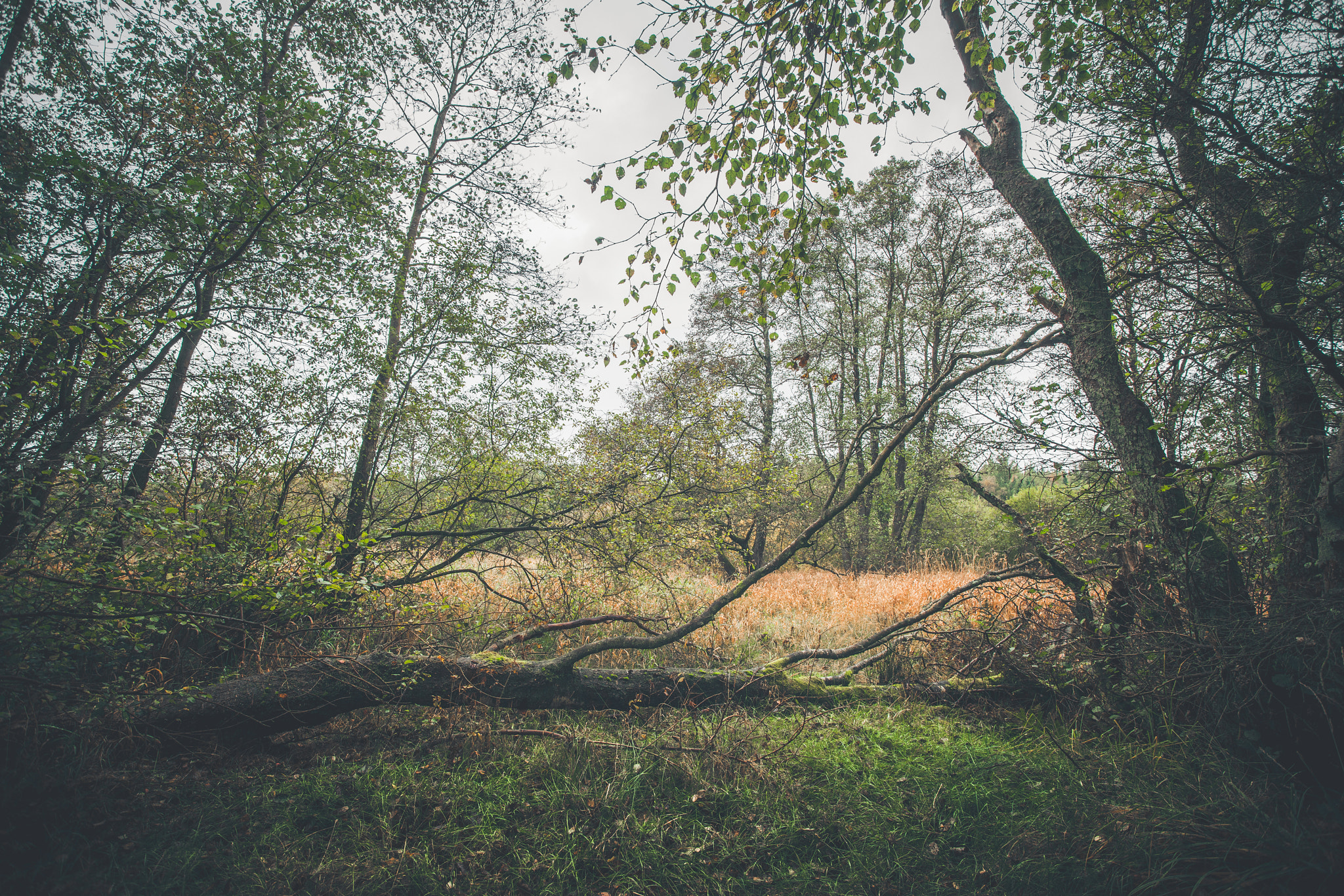 Sony Alpha DSLR-A900 + Sony Vario-Sonnar T* 16-35mm F2.8 ZA SSM sample photo. Fallen tree in autumn landscape photography