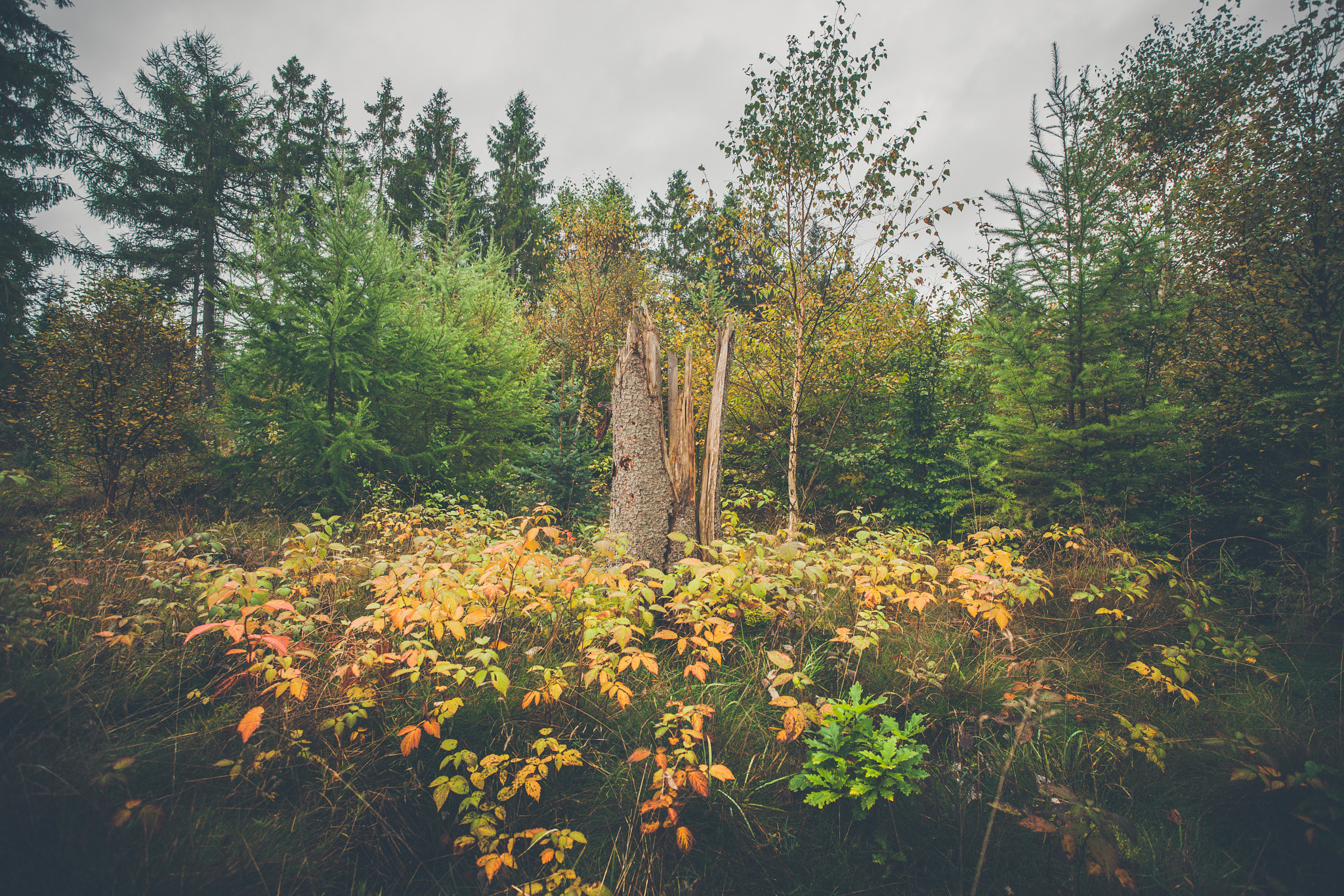 Sony Alpha DSLR-A900 + Sony Vario-Sonnar T* 16-35mm F2.8 ZA SSM sample photo. Tree trunk surrounded by colorful leaves photography