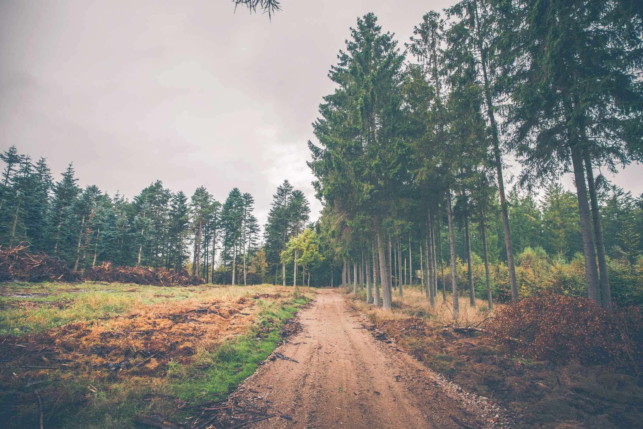 Sony Alpha DSLR-A900 + Sony Vario-Sonnar T* 16-35mm F2.8 ZA SSM sample photo. Forest trail in the fall photography
