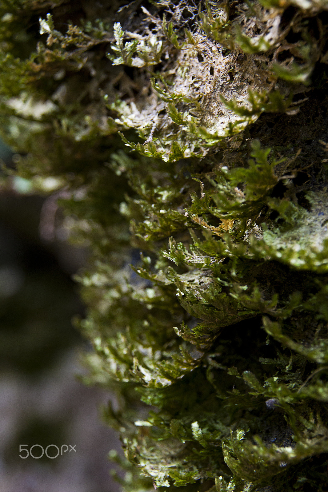 Sigma 18-200mm f/3.5-6.3 DC OS sample photo. Dark moss photography