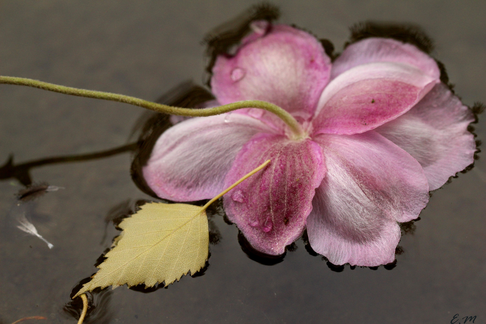 Canon EF 100mm F2.8L Macro IS USM sample photo. En el estanque photography