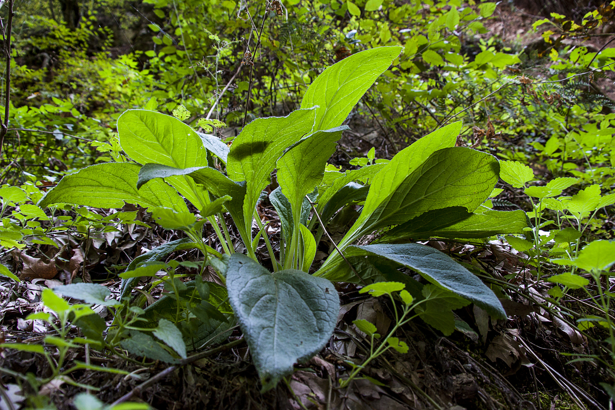 Sigma 18-200mm f/3.5-6.3 DC OS sample photo. Dark plant photography