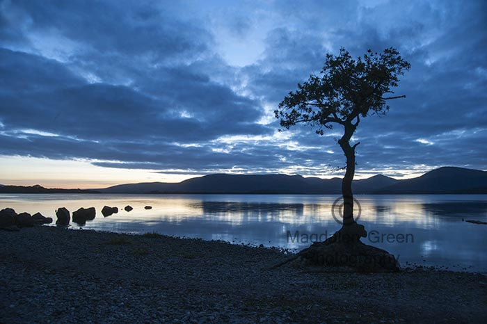 Nikon D700 + AF-S DX Zoom-Nikkor 18-55mm f/3.5-5.6G ED sample photo. Blue hour - iconic tree at loch lomond at milarrochy bay - scotl photography