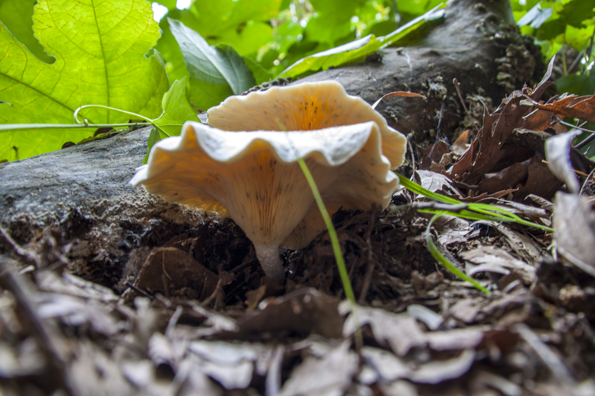 Sigma 18-200mm f/3.5-6.3 DC OS sample photo. Dark  mushroom photography