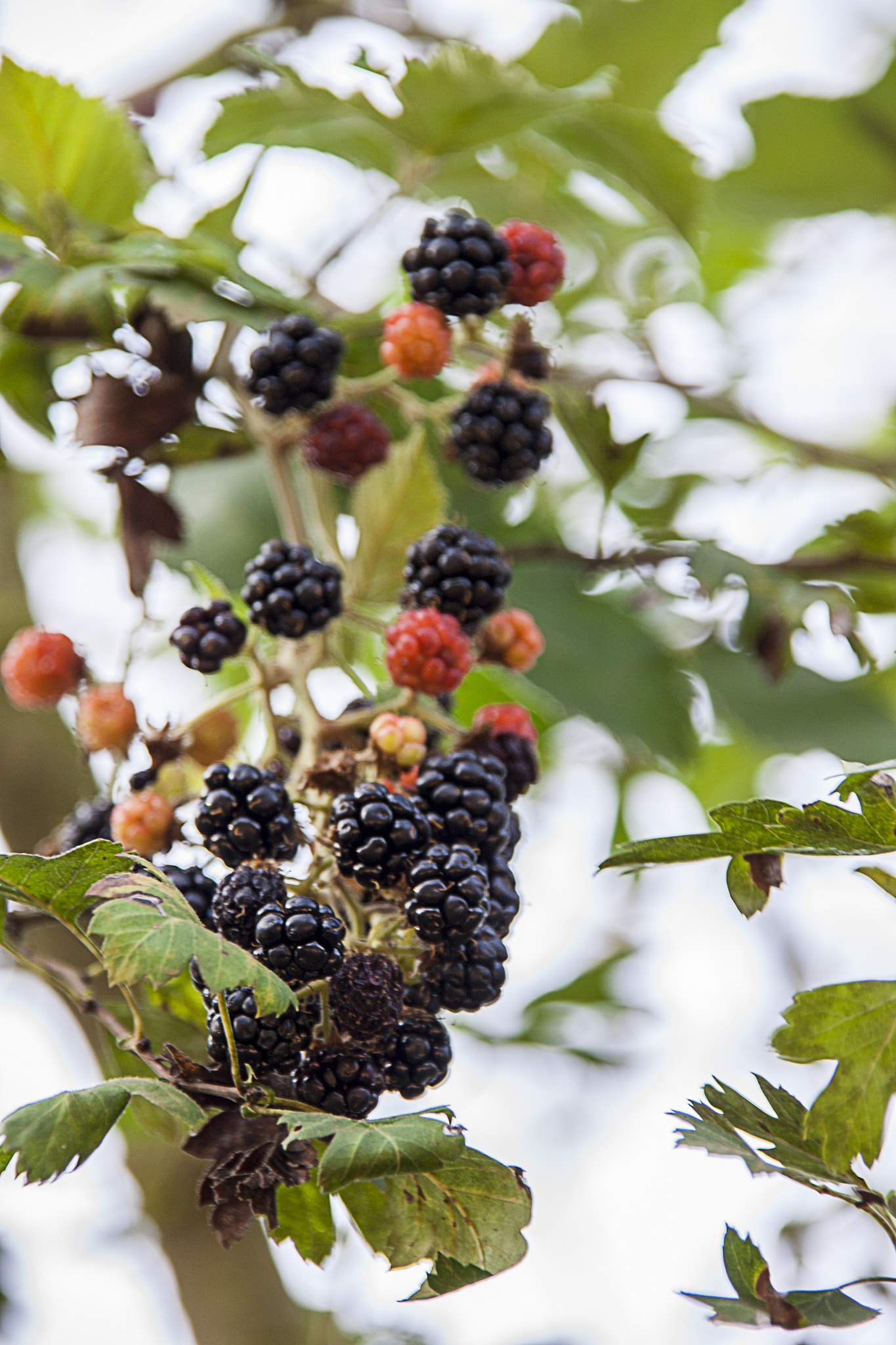 Sigma 18-200mm f/3.5-6.3 DC OS sample photo. Dark blackberry photography