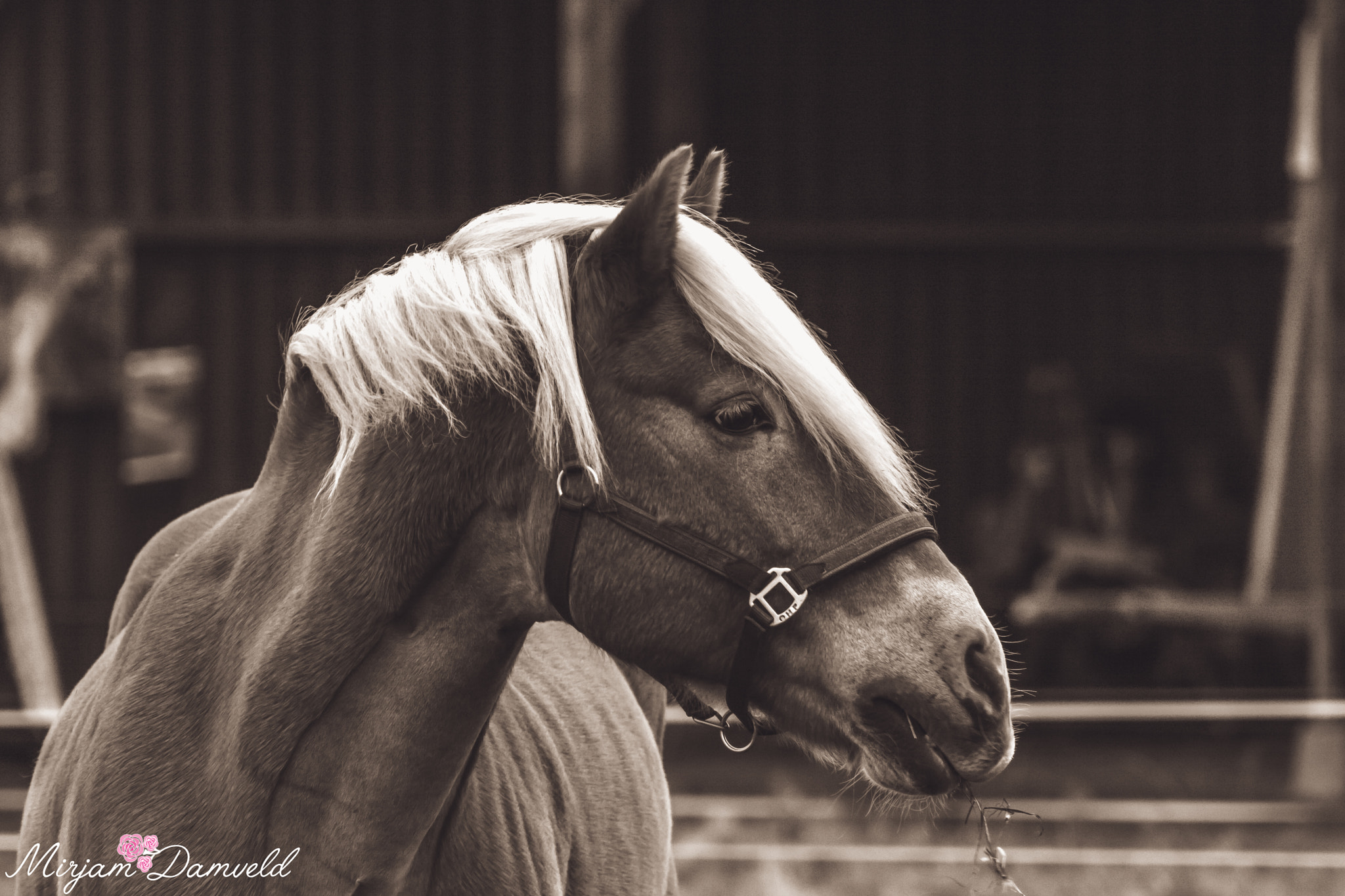 Canon EF 75-300mm f/4-5.6 USM sample photo. Img photography