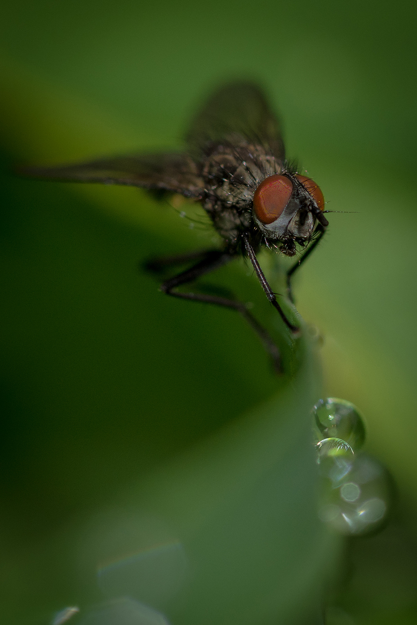 Nikon D810 + Nikon AF Micro-Nikkor 200mm F4D ED-IF sample photo. Morning drink ! photography