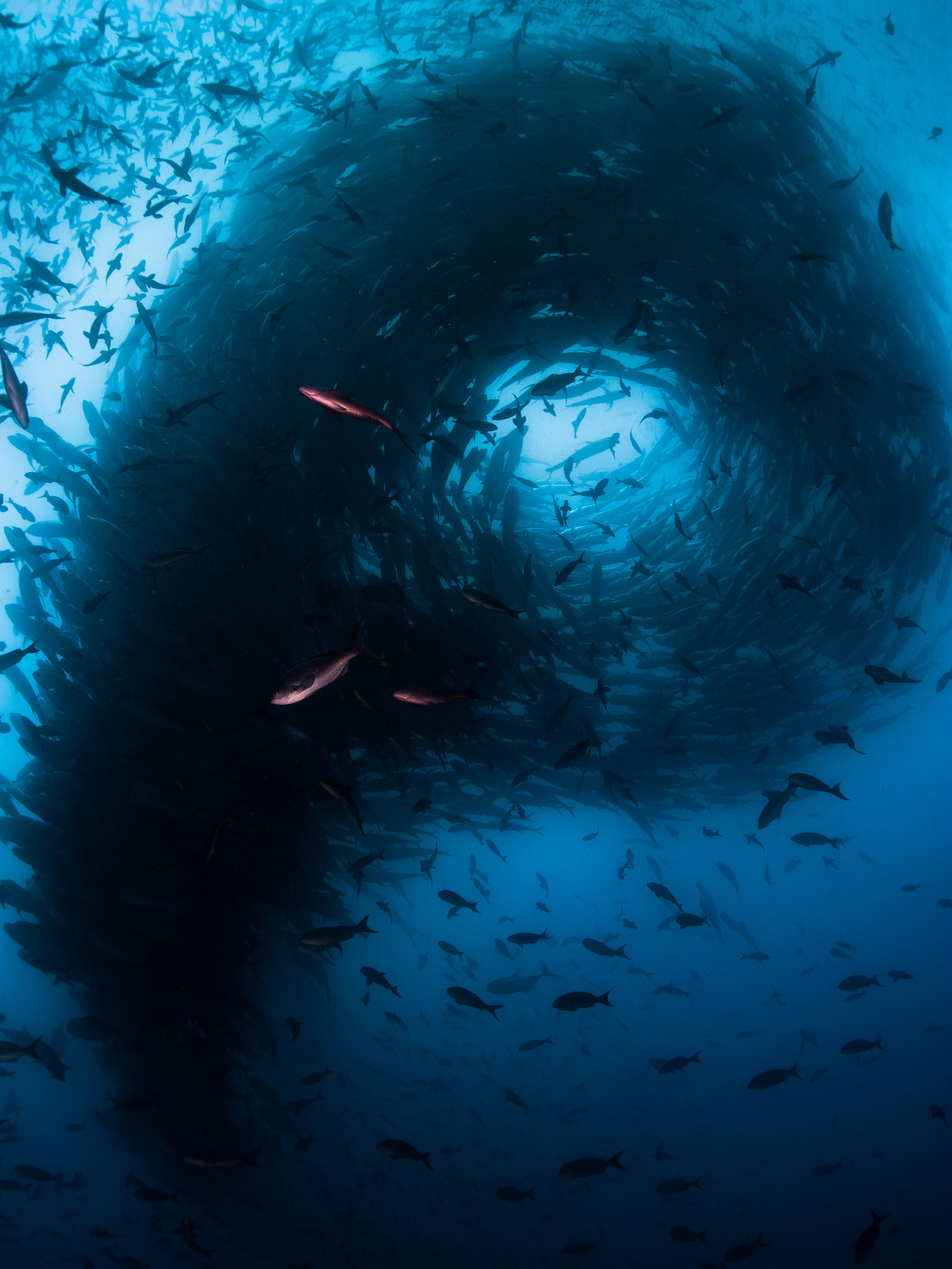 Nikon D700 + Nikon AF Fisheye-Nikkor 16mm F2.8D sample photo. Swirling school of fish at darwin in galapagos photography