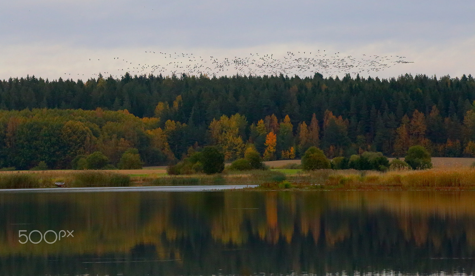 Sigma 150-600mm F5-6.3 DG OS HSM | C sample photo. Birds are moving photography