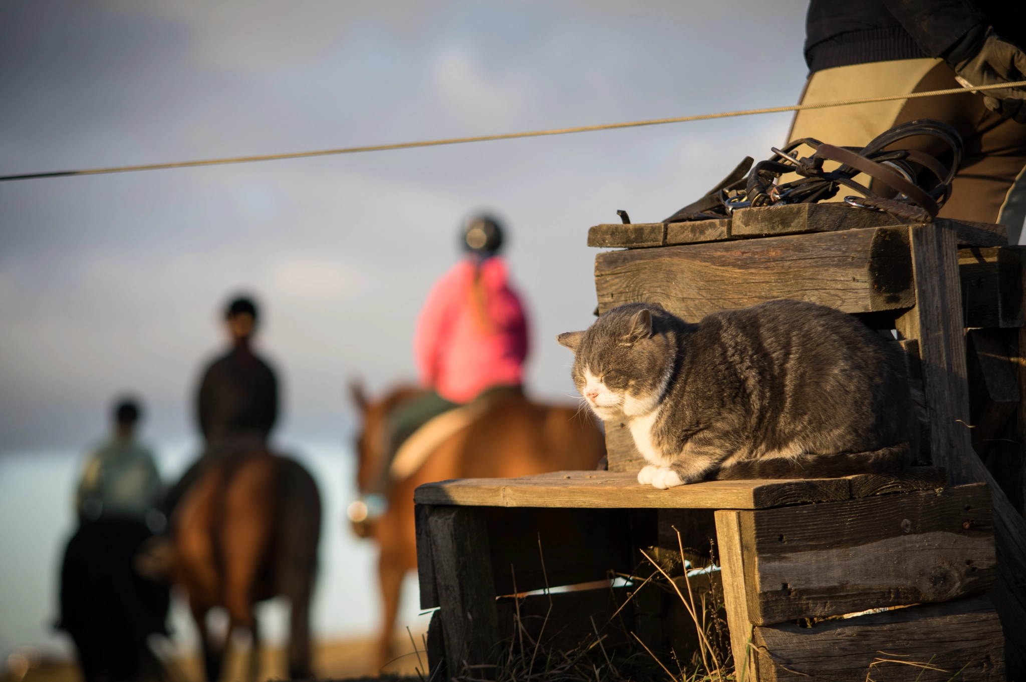 Pentax K-3 sample photo. Sweet harmony photography