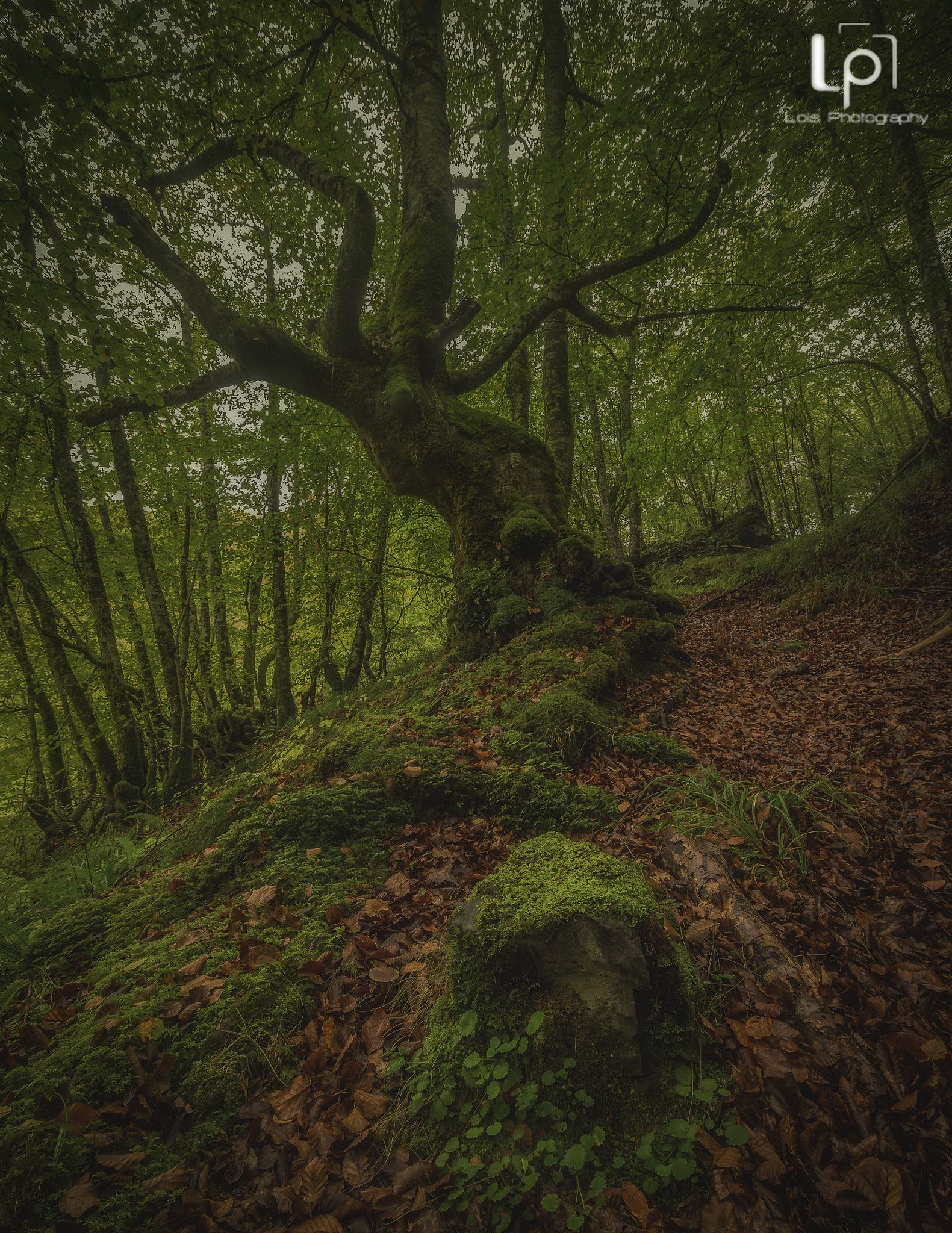 Olympus OM-D E-M10 II + OLYMPUS M.9-18mm F4.0-5.6 sample photo. Bosque de lindes photography