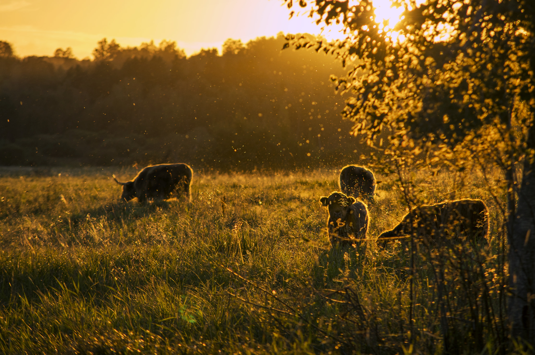 Sigma 70-200mm F2.8 EX DG Macro HSM II sample photo. Scottish cattles photography