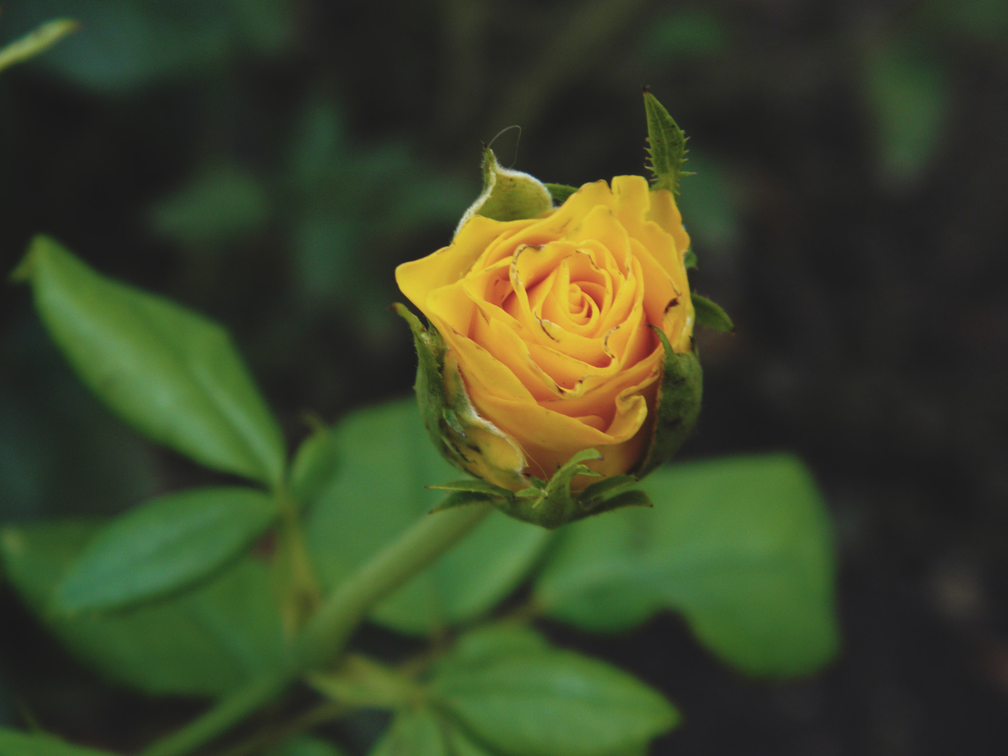 Olympus SP600UZ sample photo. Yellow rose photography