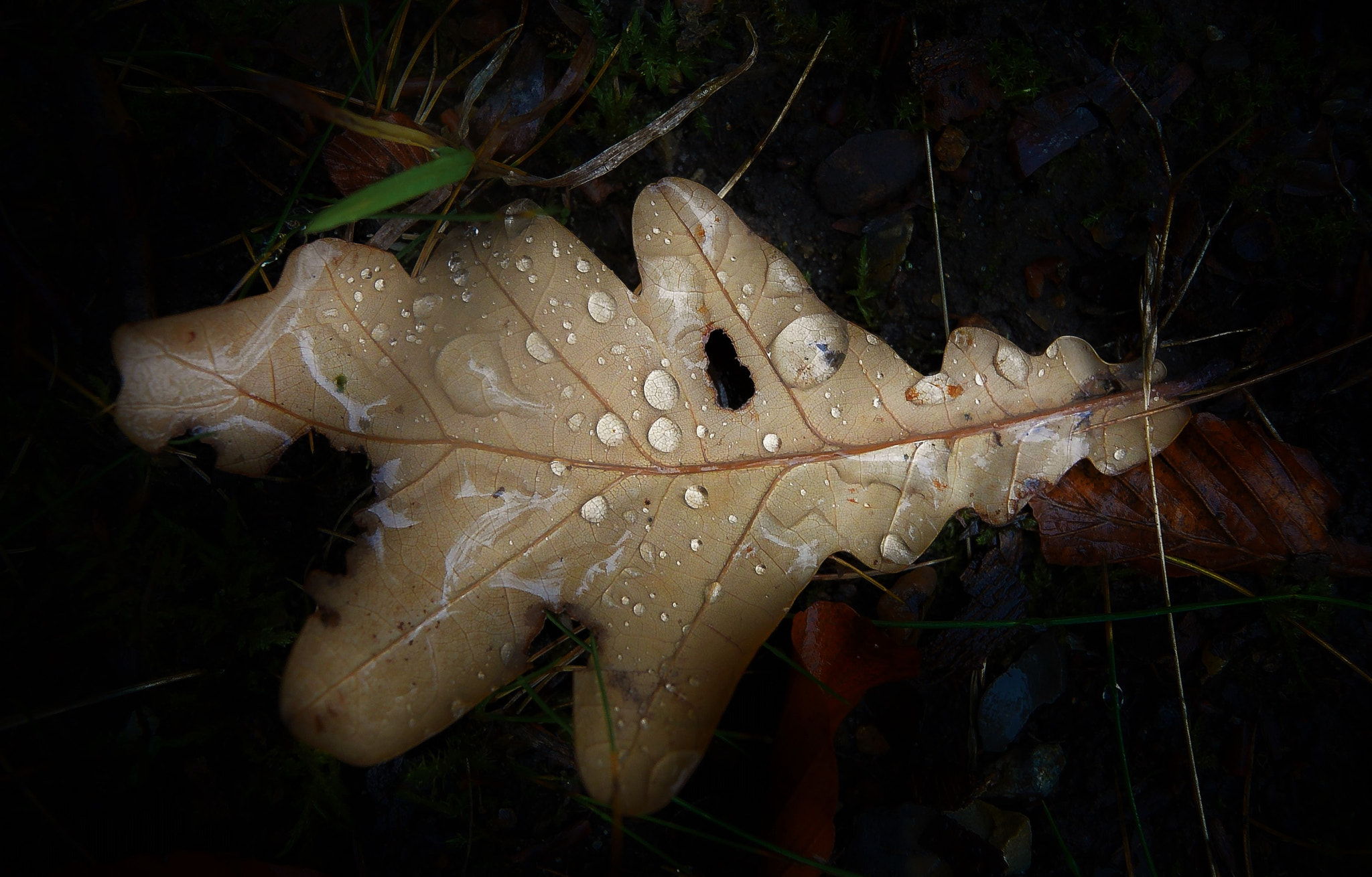 Nikon 1 Nikkor 11-27.5mm F3.5-5.6 sample photo. Once so beautiful... photography