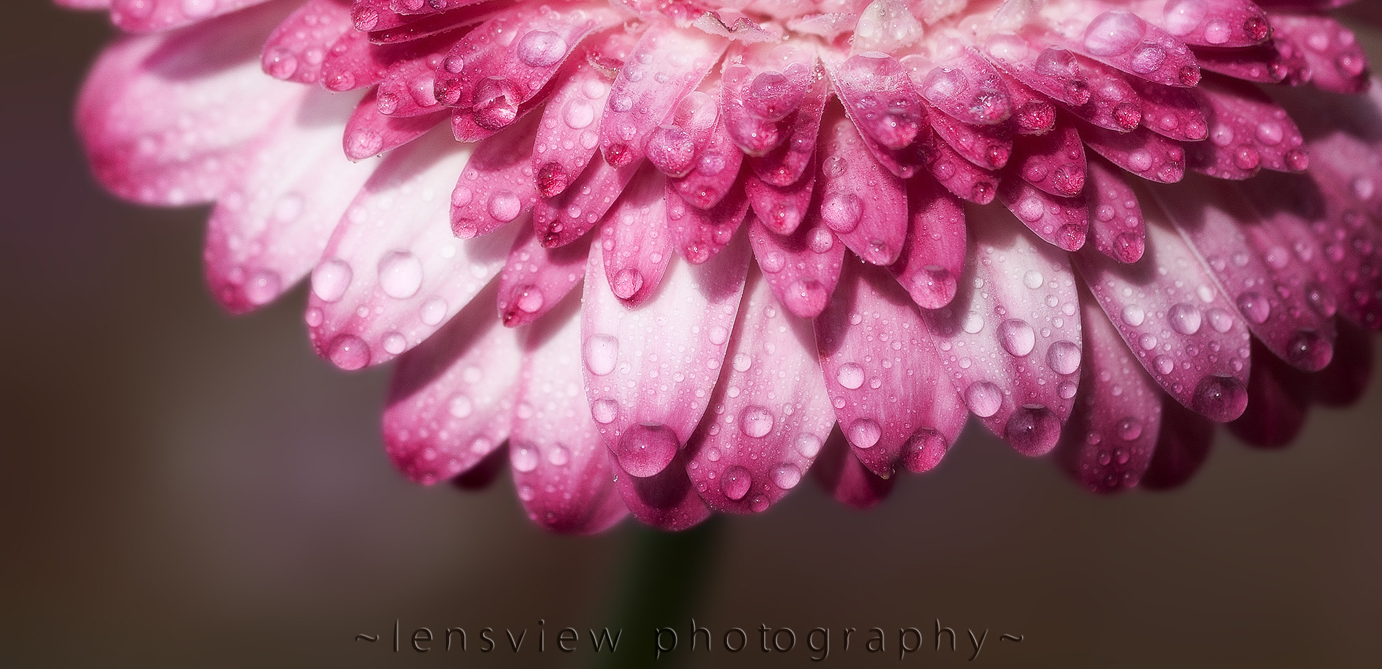 Sigma 105mm F2.8 EX DG Macro sample photo. :: photography