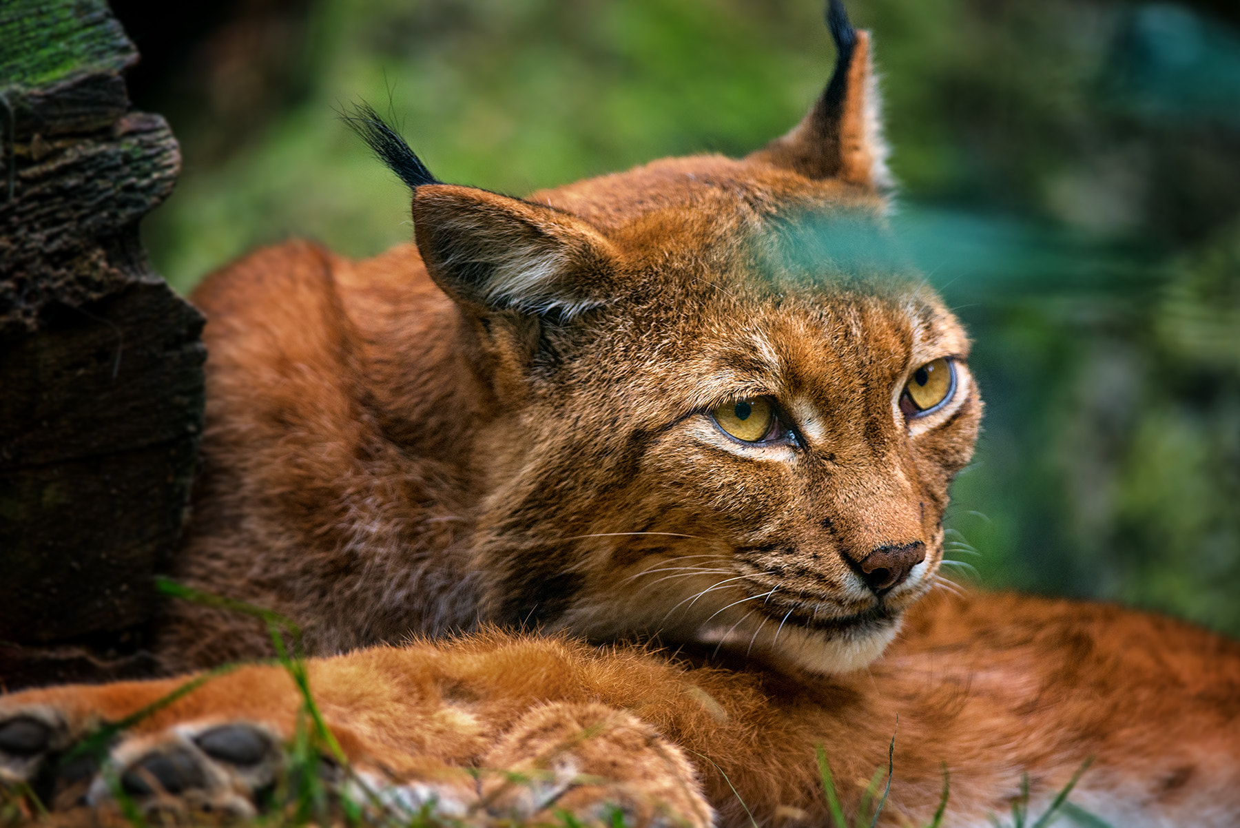 Nikon D610 + Nikon AF-S Nikkor 300mm F4D ED-IF sample photo. Carpathian lynx photography