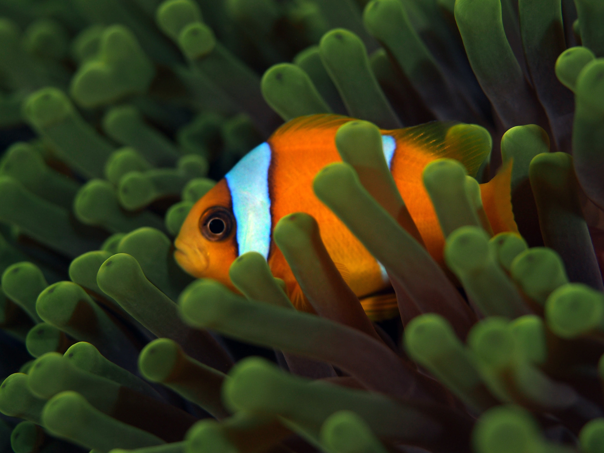 Olympus PEN E-PL5 sample photo. Just another nemo... photography