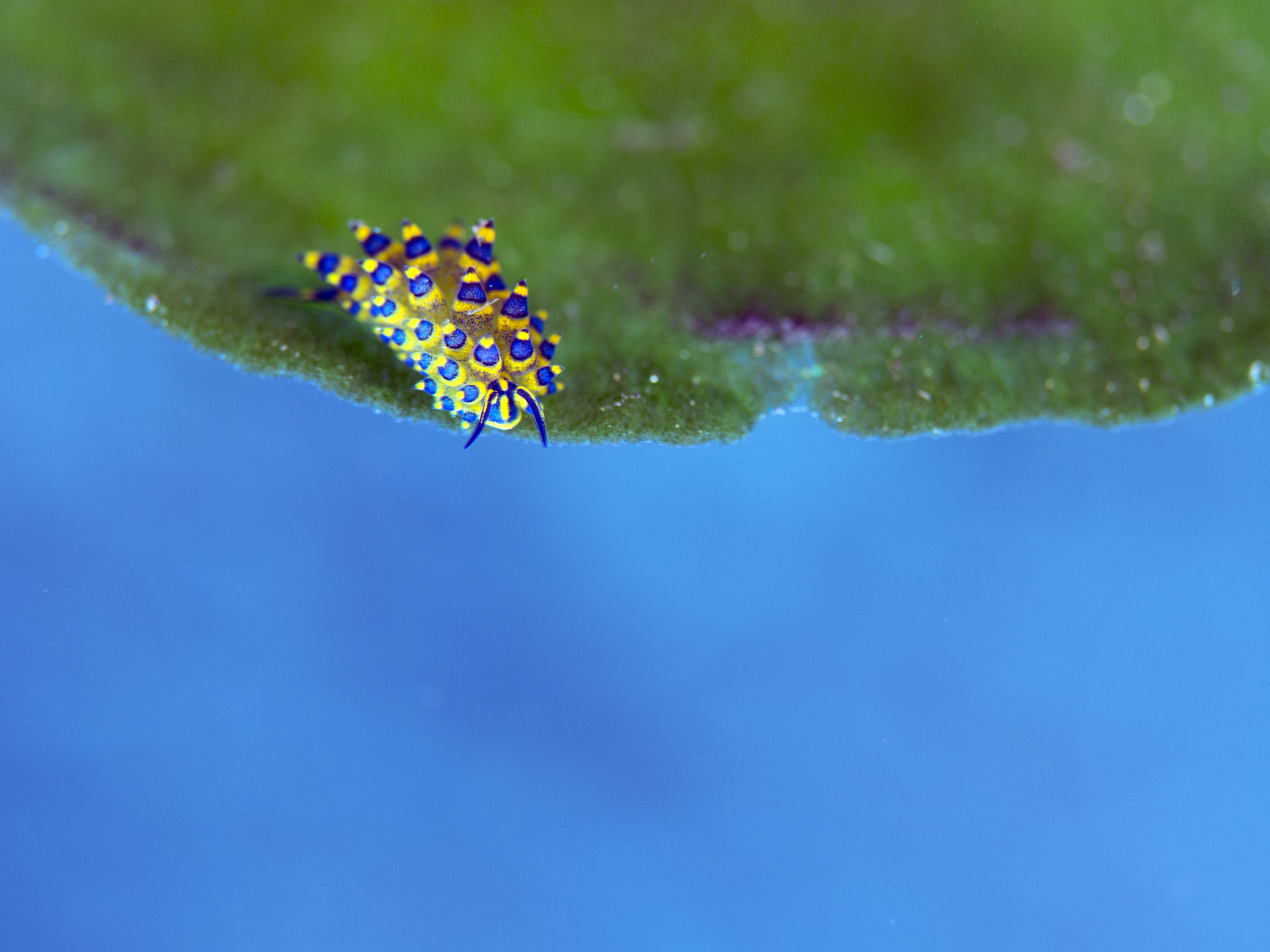 Olympus PEN E-PL5 sample photo. Tiny nudi photography