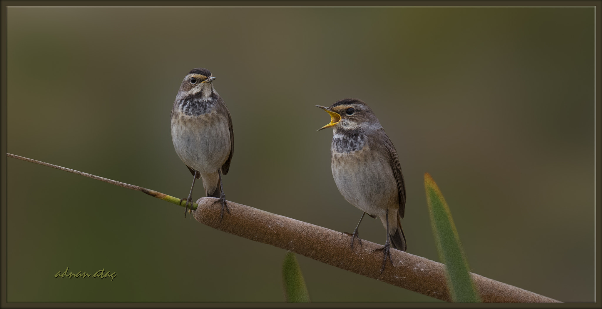 Sigma 150-600mm F5-6.3 DG OS HSM | S sample photo. Mavigerdan - bluethroat - luscinia svecica photography