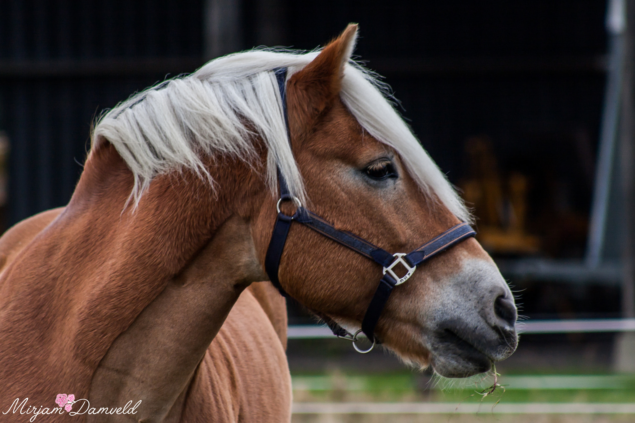 Canon EF 75-300mm f/4-5.6 USM sample photo. Img photography