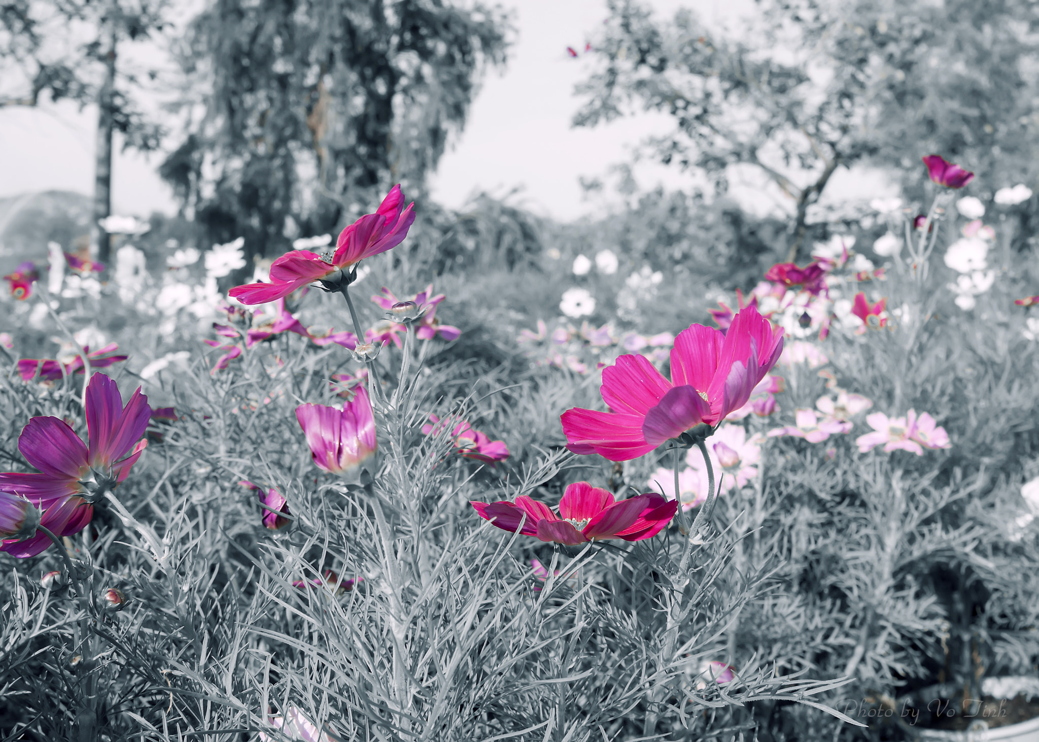 Nikon AF Nikkor 24-85mm F2.8-4D IF sample photo. Cosmos photography