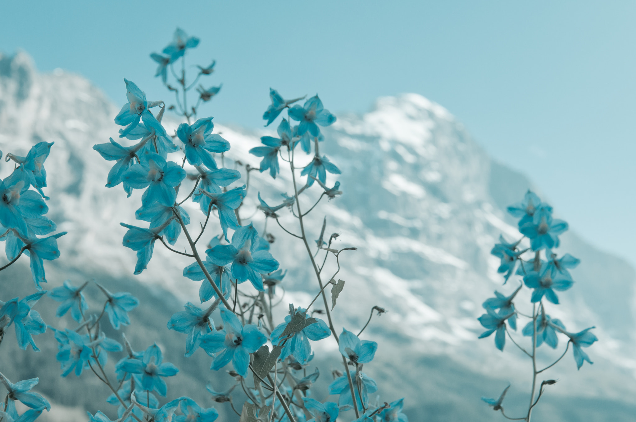 Nikon D2X sample photo. Summer in the swiss mountains - bernese alps photography