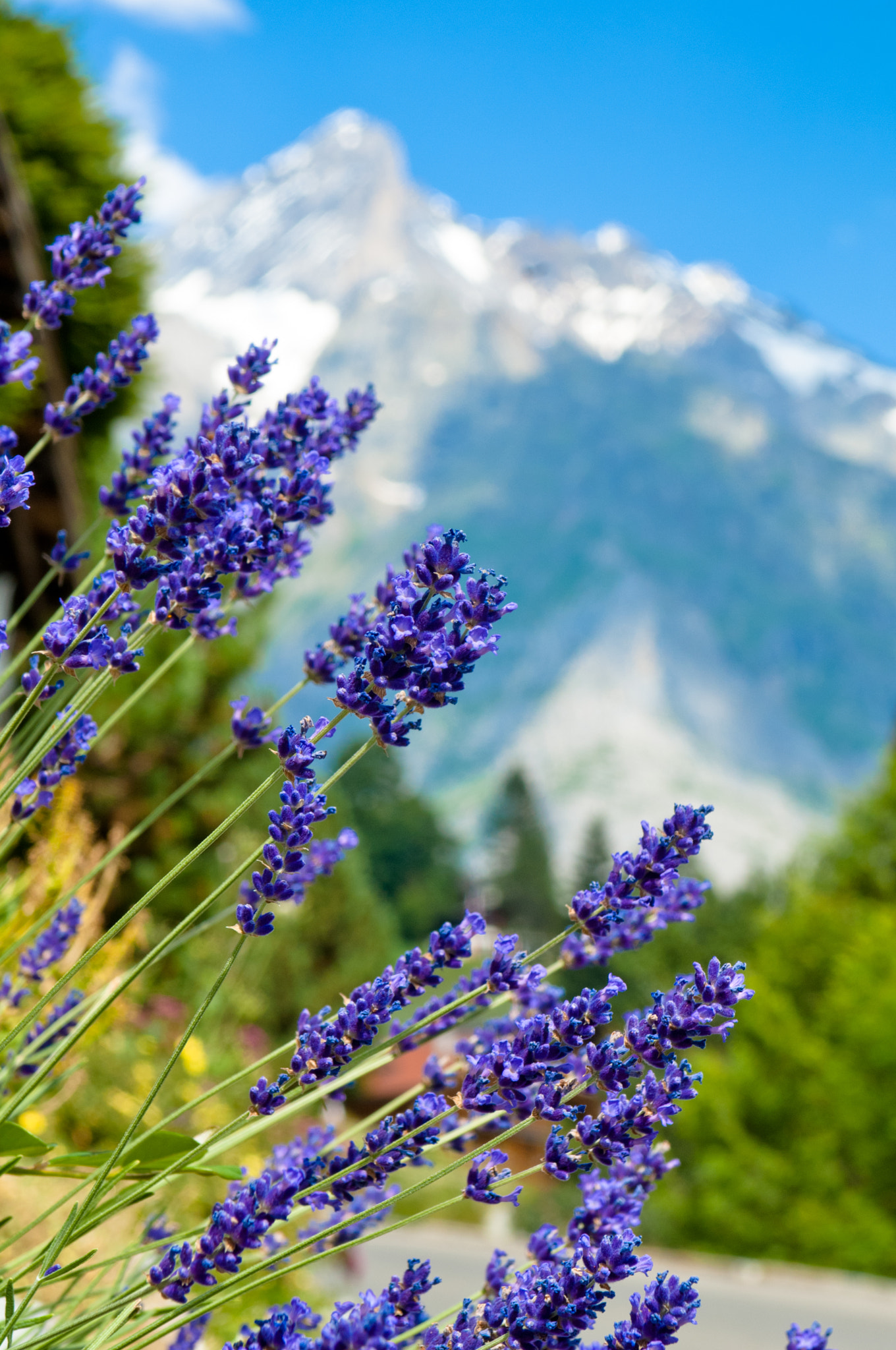 Nikon D2X sample photo. Summer in the swiss mountains - bernese alps photography