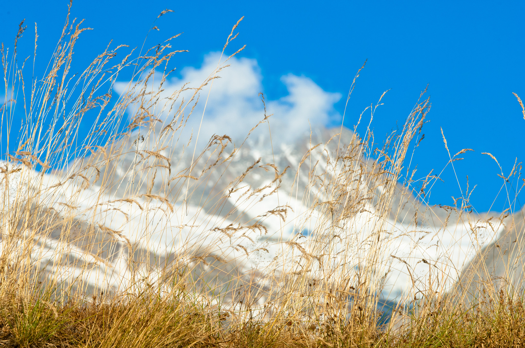 Nikon D2X sample photo. Summer in the swiss mountains - bernese alps photography