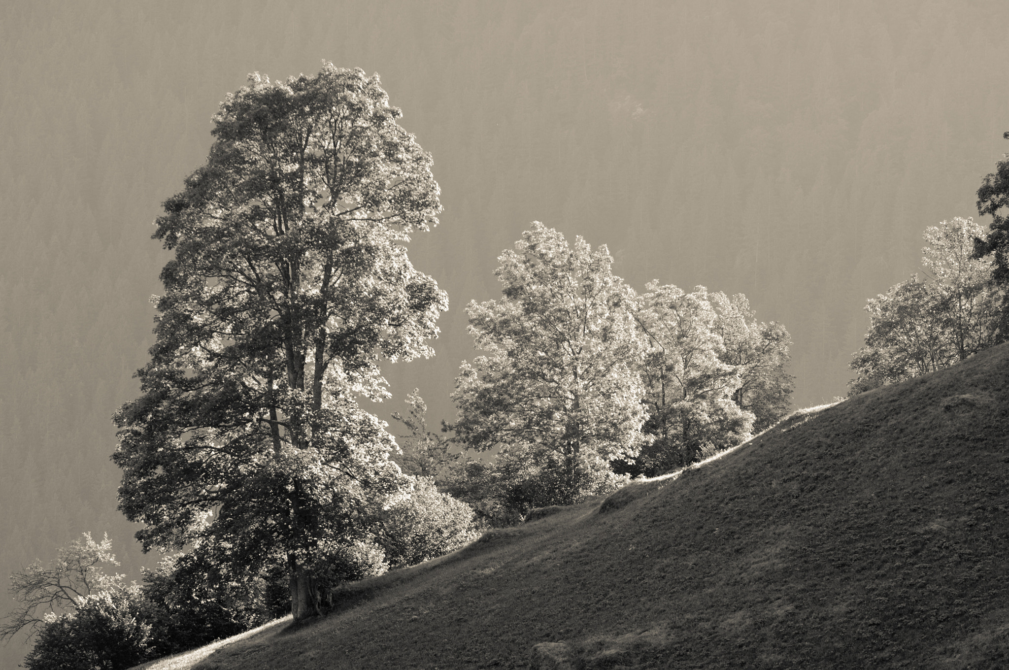 Nikon D2X sample photo. Summer in the swiss mountains - bernese alps photography