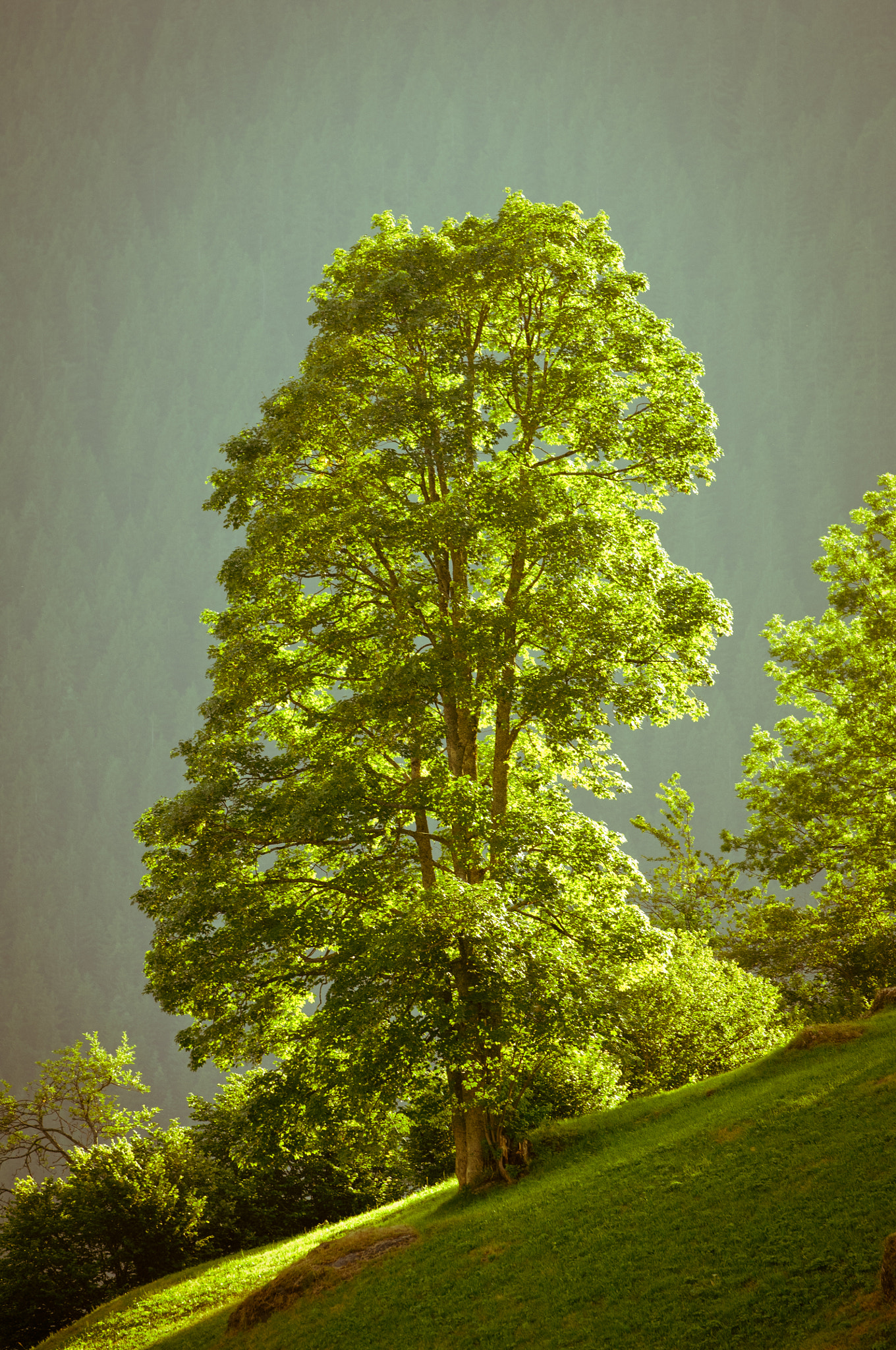 Nikon D2X sample photo. Summer in the swiss mountains - bernese alps photography