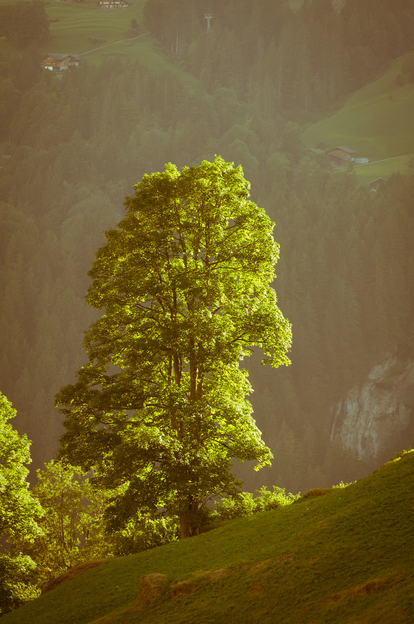 Nikon D2X sample photo. Summer in the swiss mountains - bernese alps photography