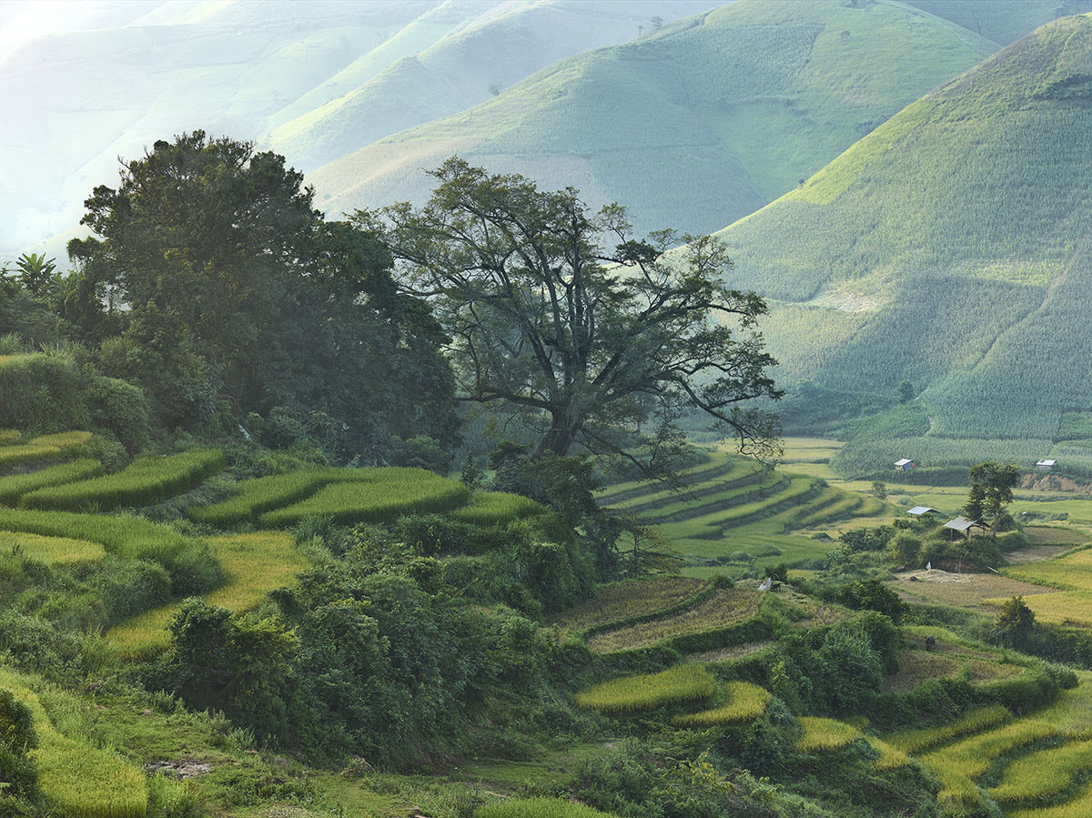 Phase One IQ260 sample photo. Bo sap rise plantations close to the boarder crossing with laos photography