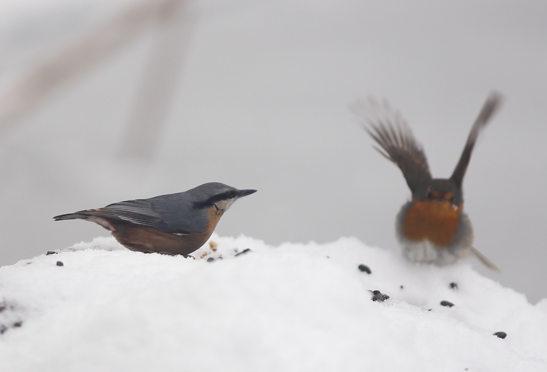 Canon EOS 6D + Canon EF 300mm F4L IS USM sample photo. Hungry birds in winter photography