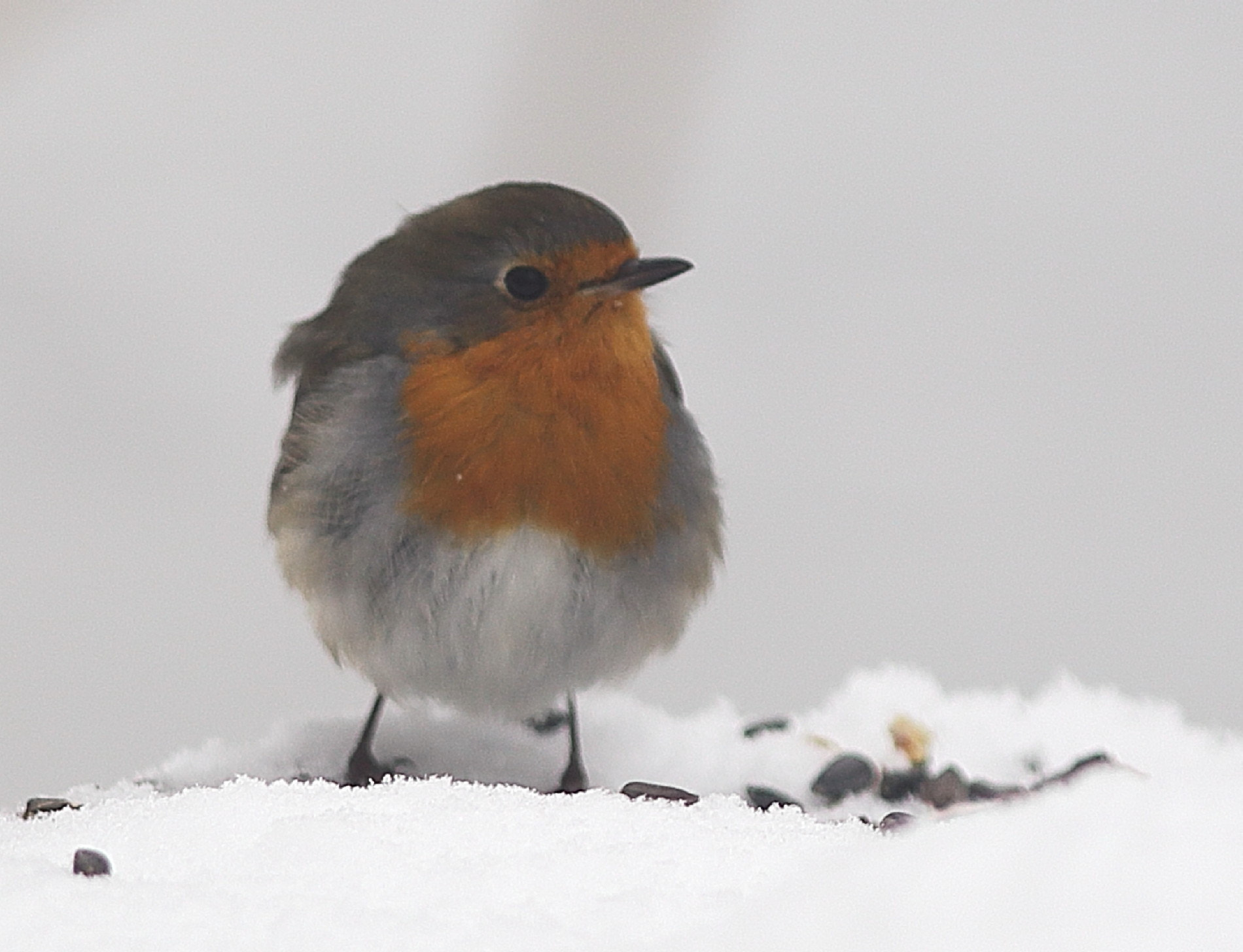 Canon EOS 6D + Canon EF 300mm F4L IS USM sample photo. Robin in winter photography