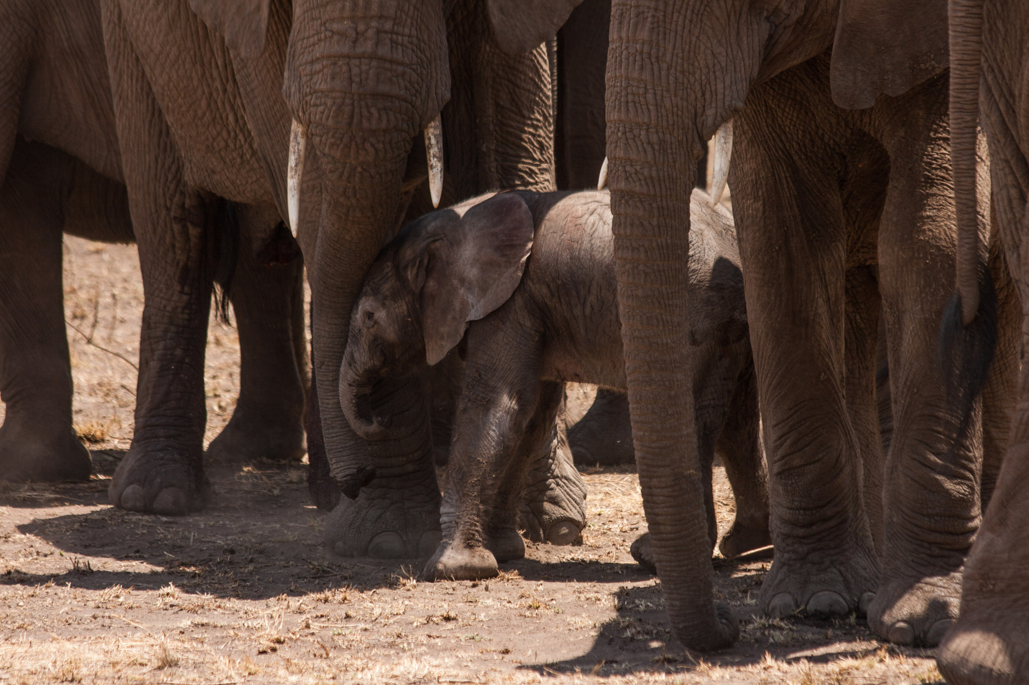 Canon EF 70-300mm F4-5.6 IS USM sample photo. Elephent mother and baby bond photography