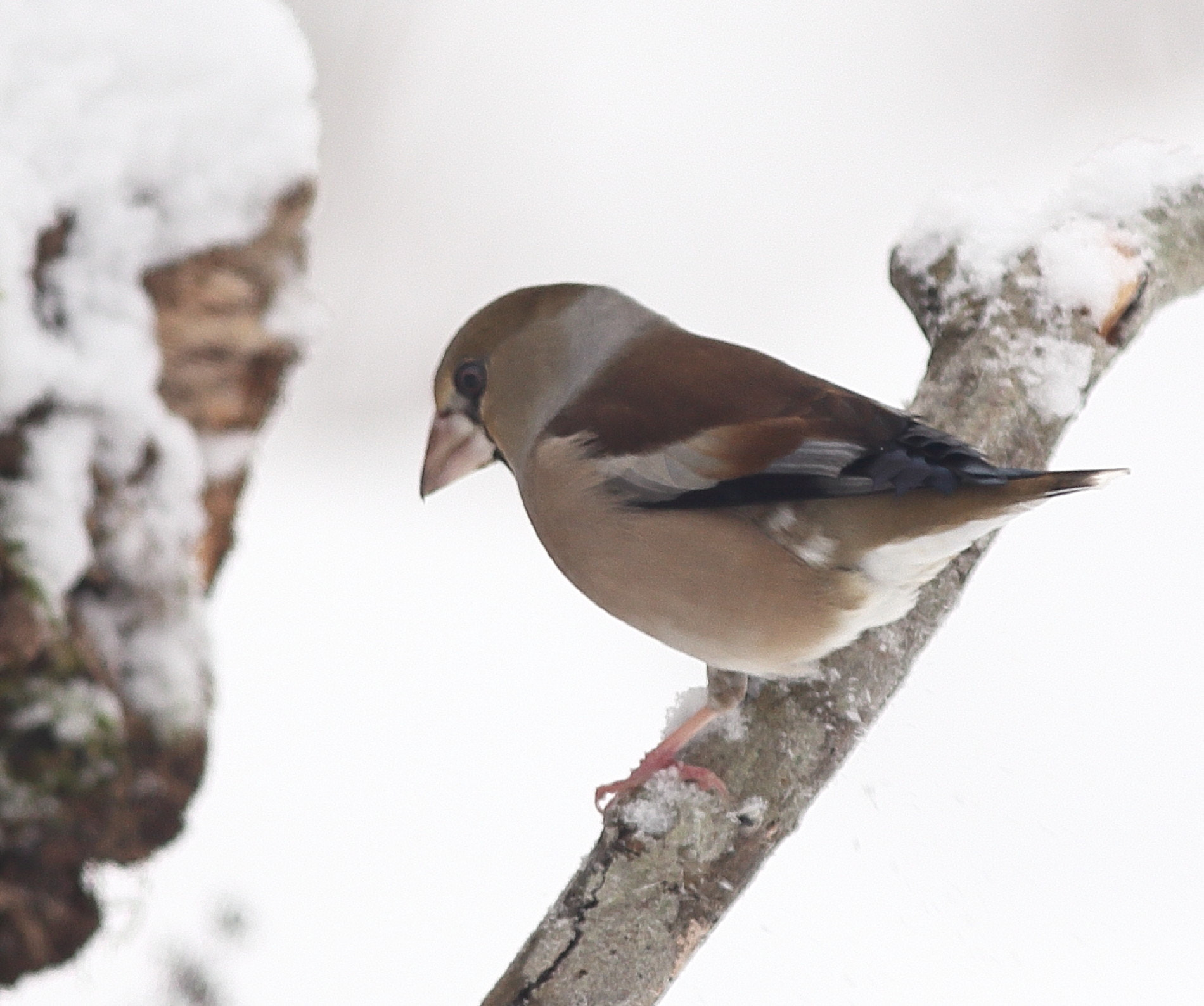 Canon EOS 6D + Canon EF 300mm F4L IS USM sample photo. Grosbeak in winter photography