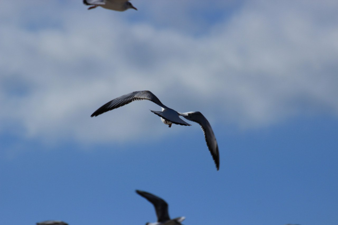 Tamron SP 35mm F1.8 Di VC USD sample photo. Seagull photography