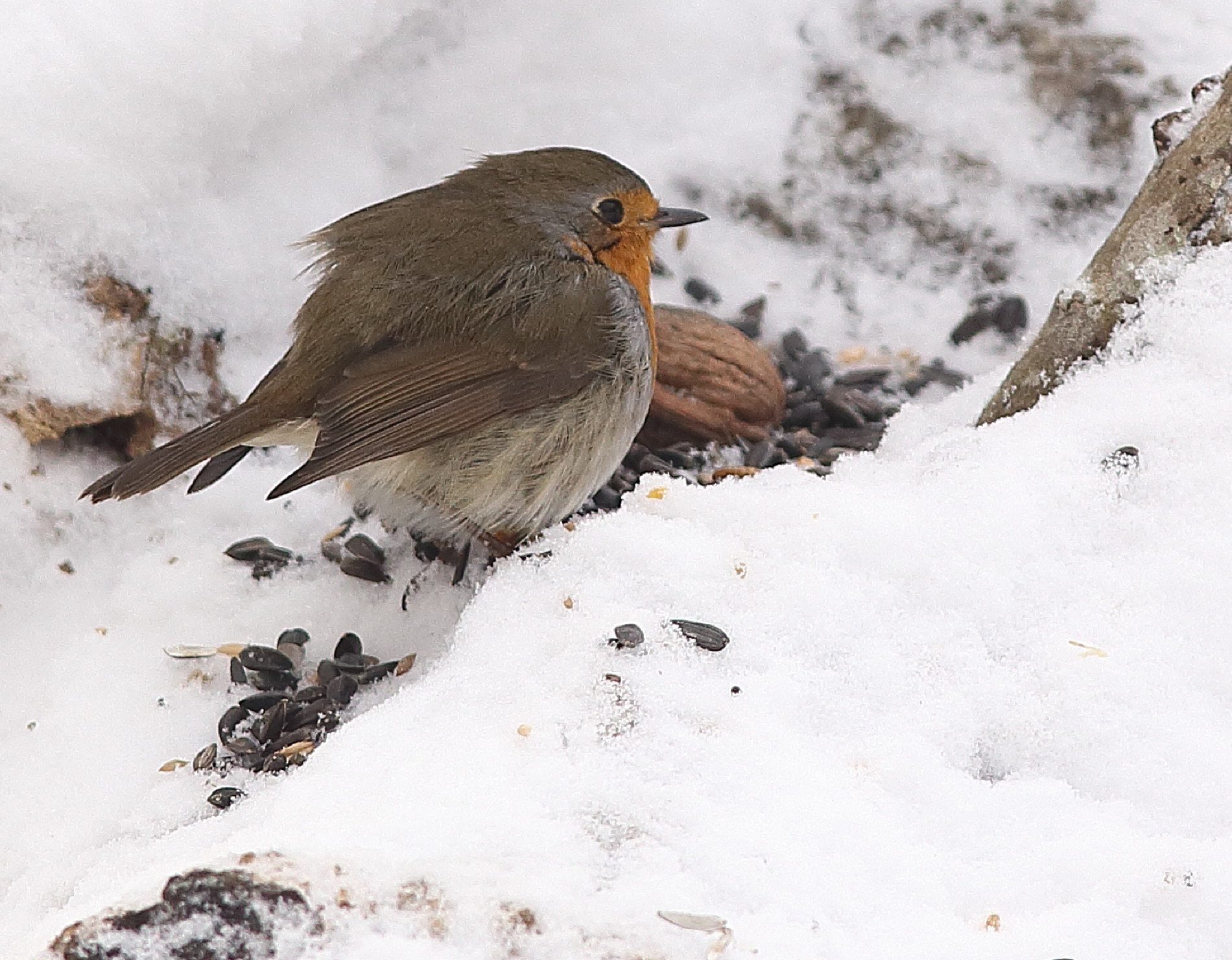 Canon EOS 6D + Canon EF 300mm F4L IS USM sample photo. Robin in winter photography