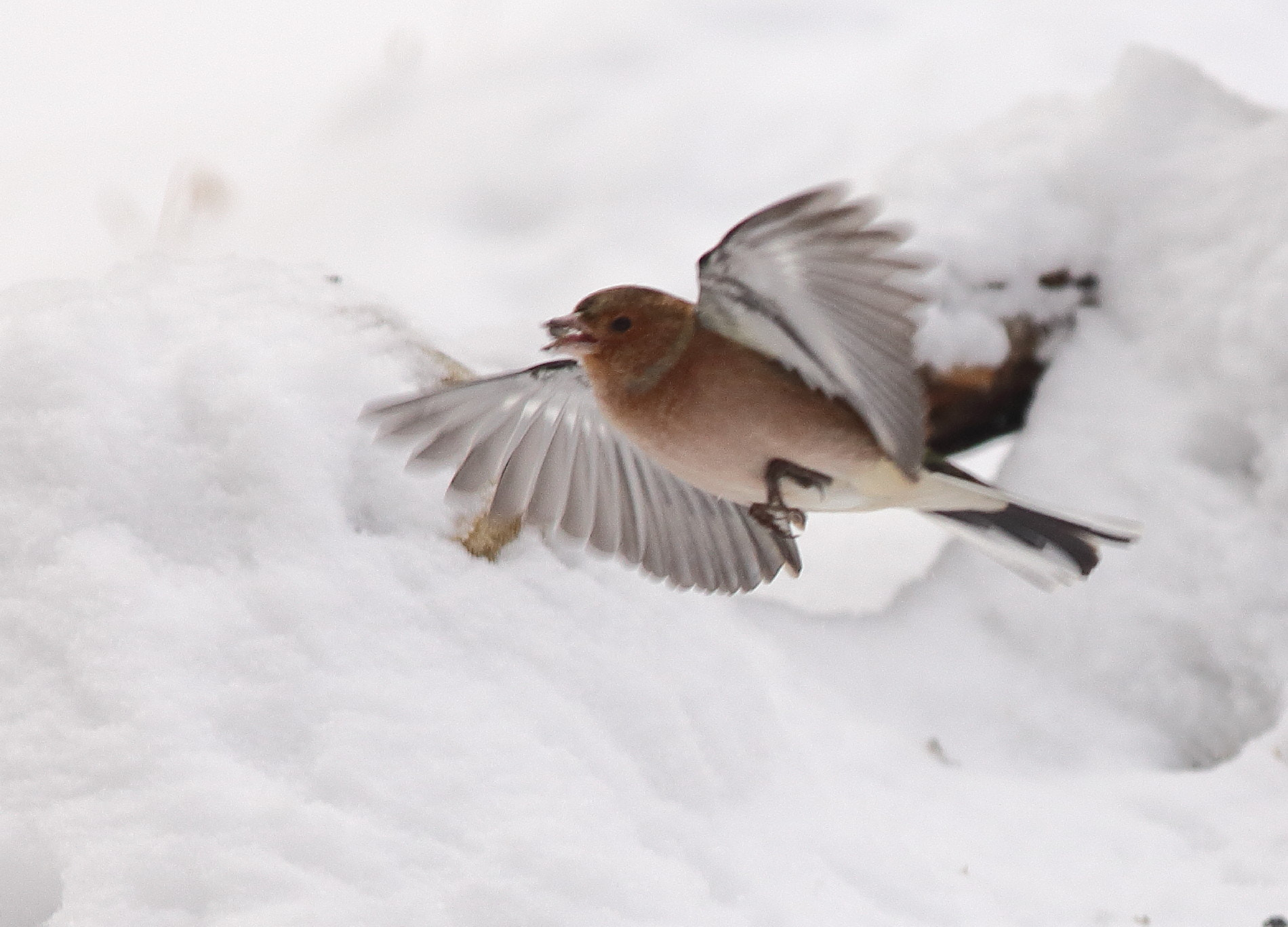 Canon EOS 6D + Canon EF 300mm F4L IS USM sample photo. Flying bird with food in its beak photography