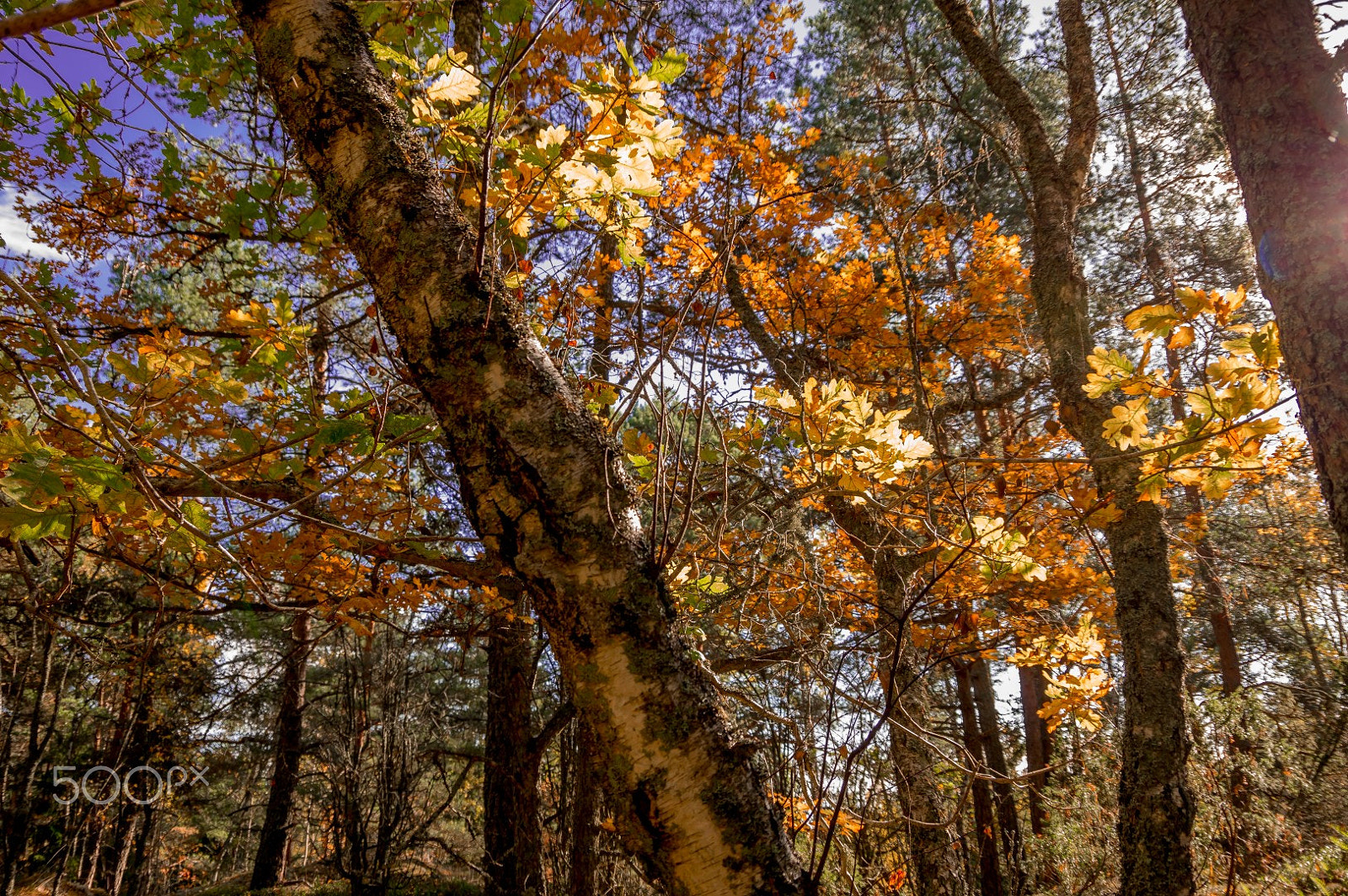 Pentax K-3 II sample photo. Autumn lights photography