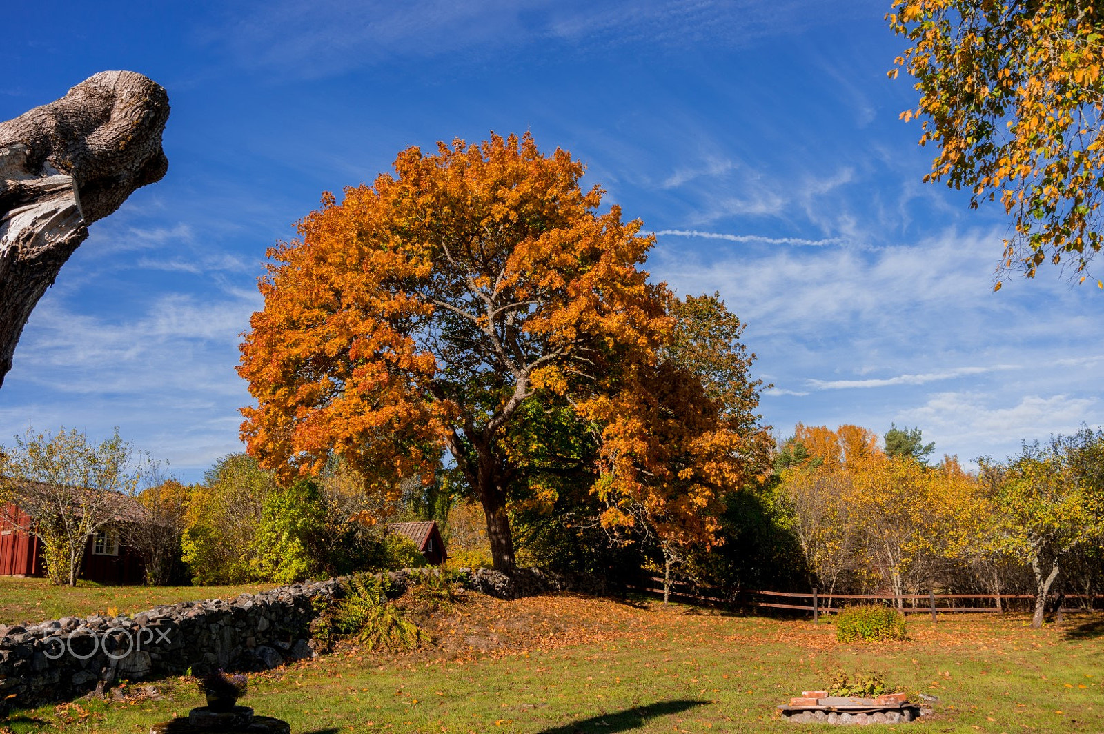 Pentax K-3 II sample photo. Colorful tree photography