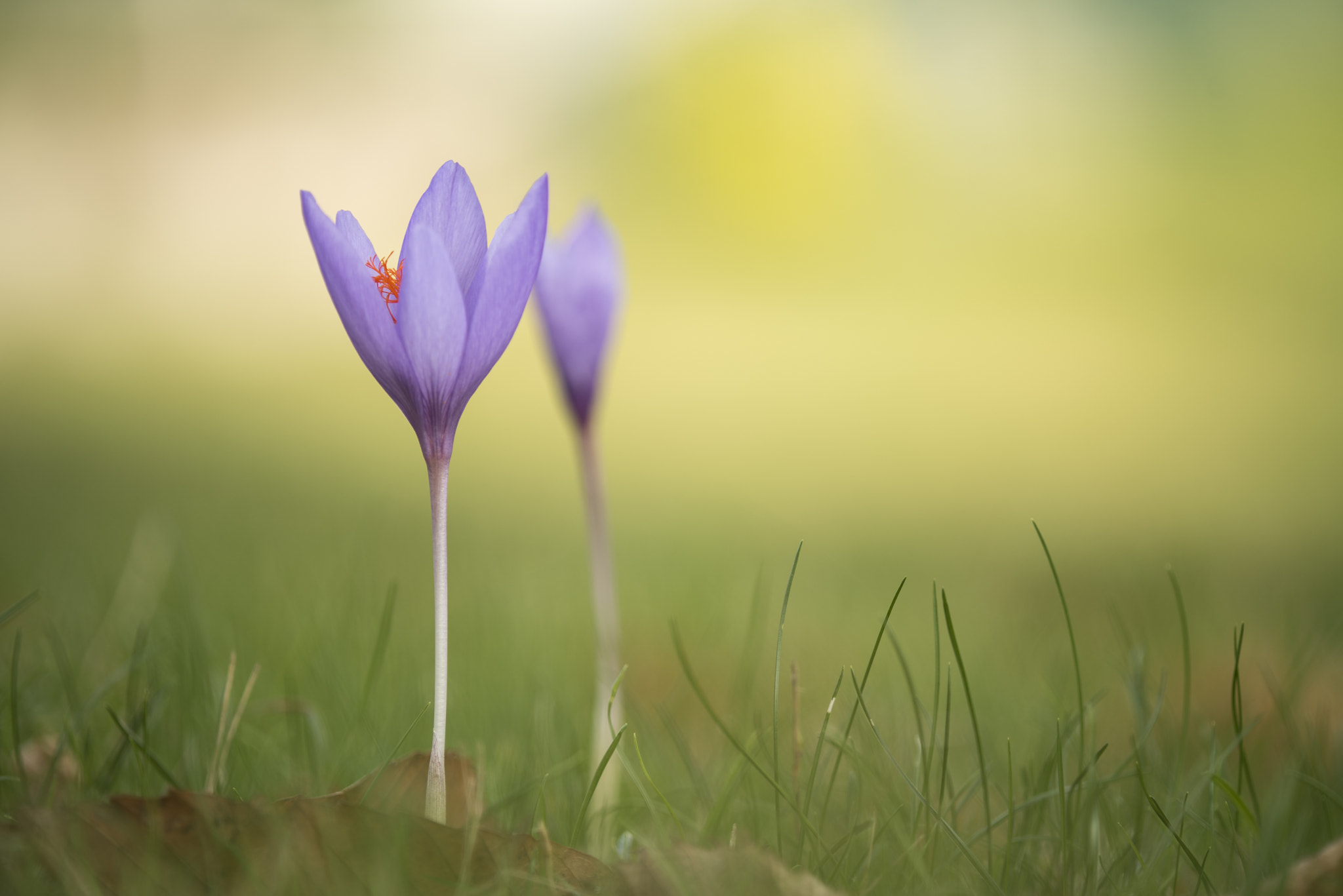 TAMRON SP 180mm F3.5 Di MACRO 1:1 B01N sample photo. 2 crocus photography